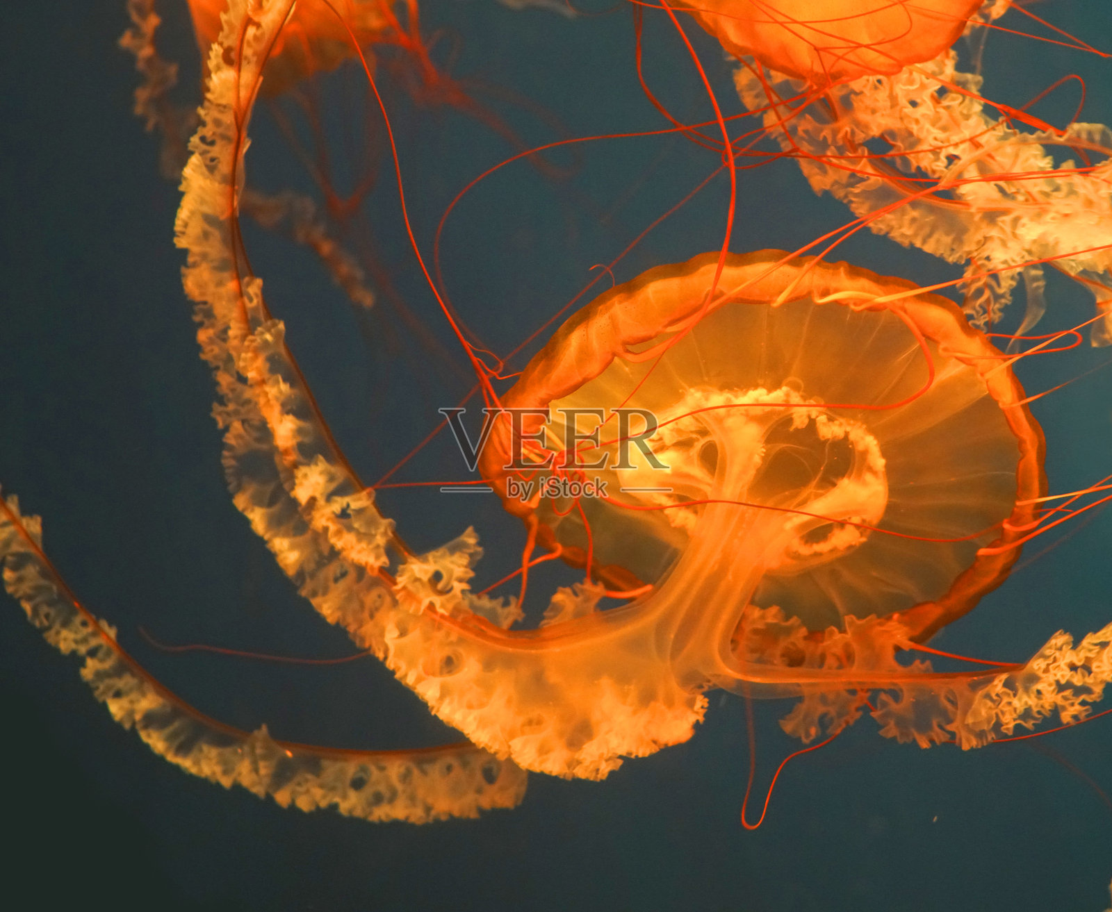 在深蓝色水域中近距离拍摄的水母照片摄影图片