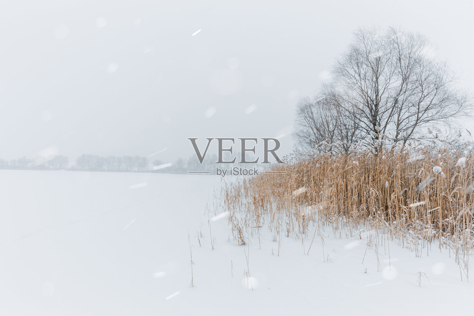 冬季仙境的雪景。雪花飘落在一个结冰的湖面上,岸边有干枯的芦苇和树木。照片摄影图片