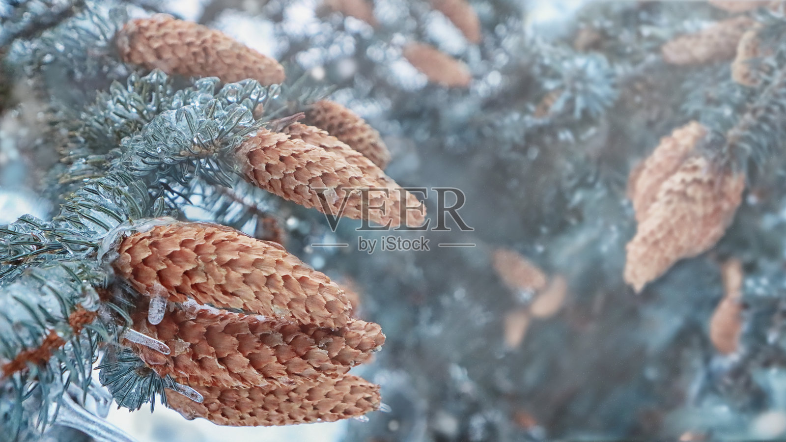 阳光明媚的冬季天气中,冷冻的松果挂在云杉树枝上照片摄影图片