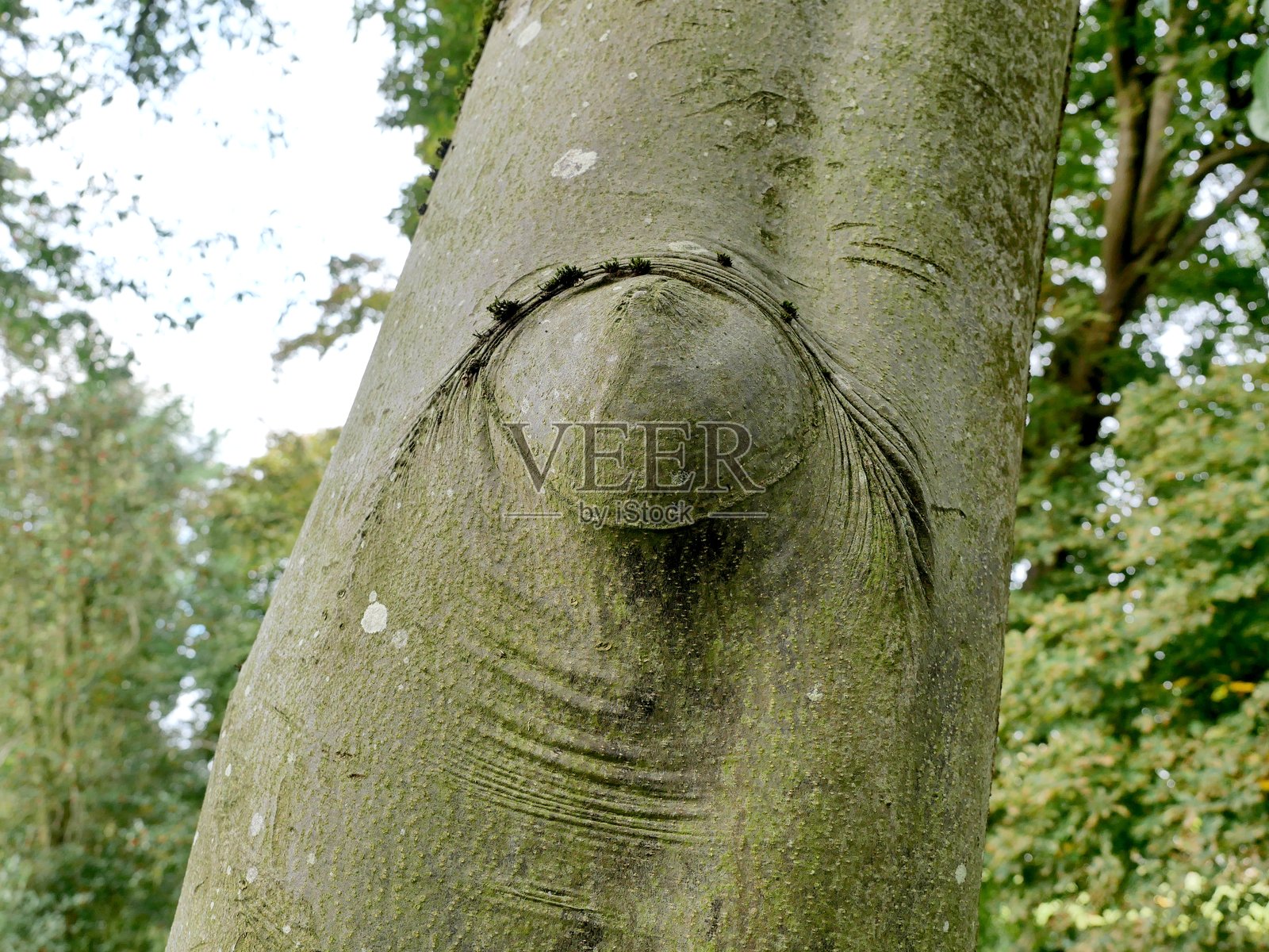 树珠隆起照片摄影图片