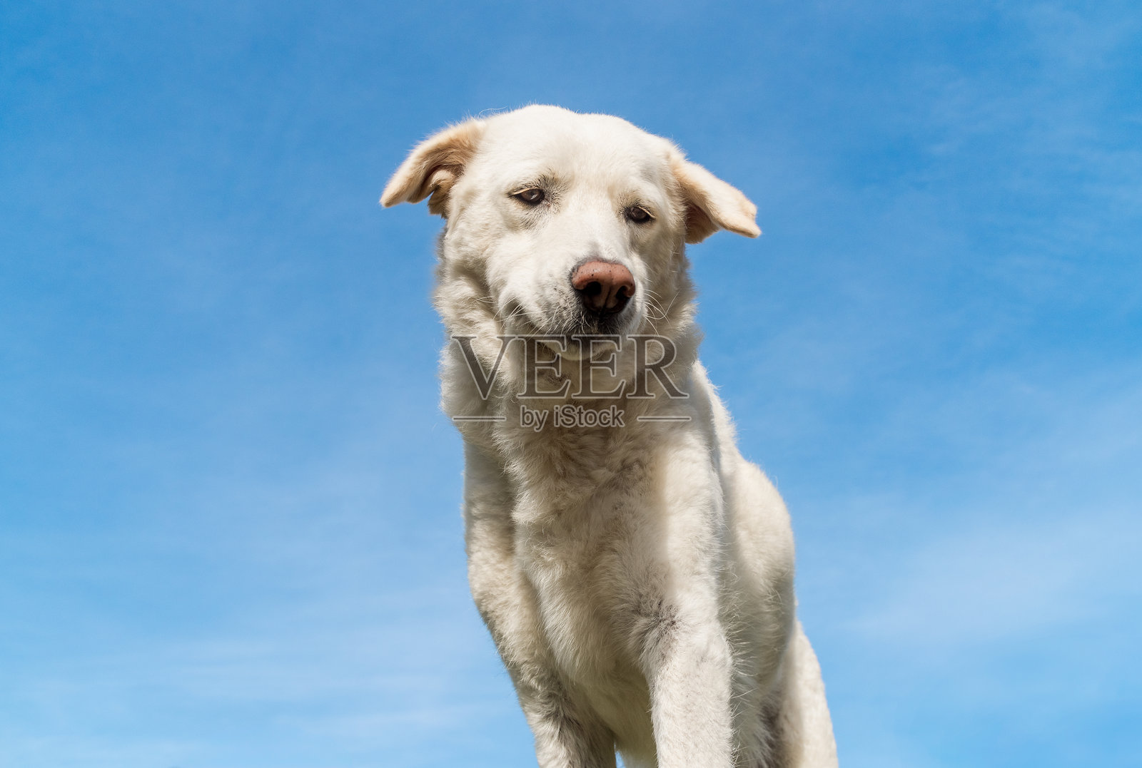 蓝天背景下的马雷马牧羊犬肖像。照片摄影图片
