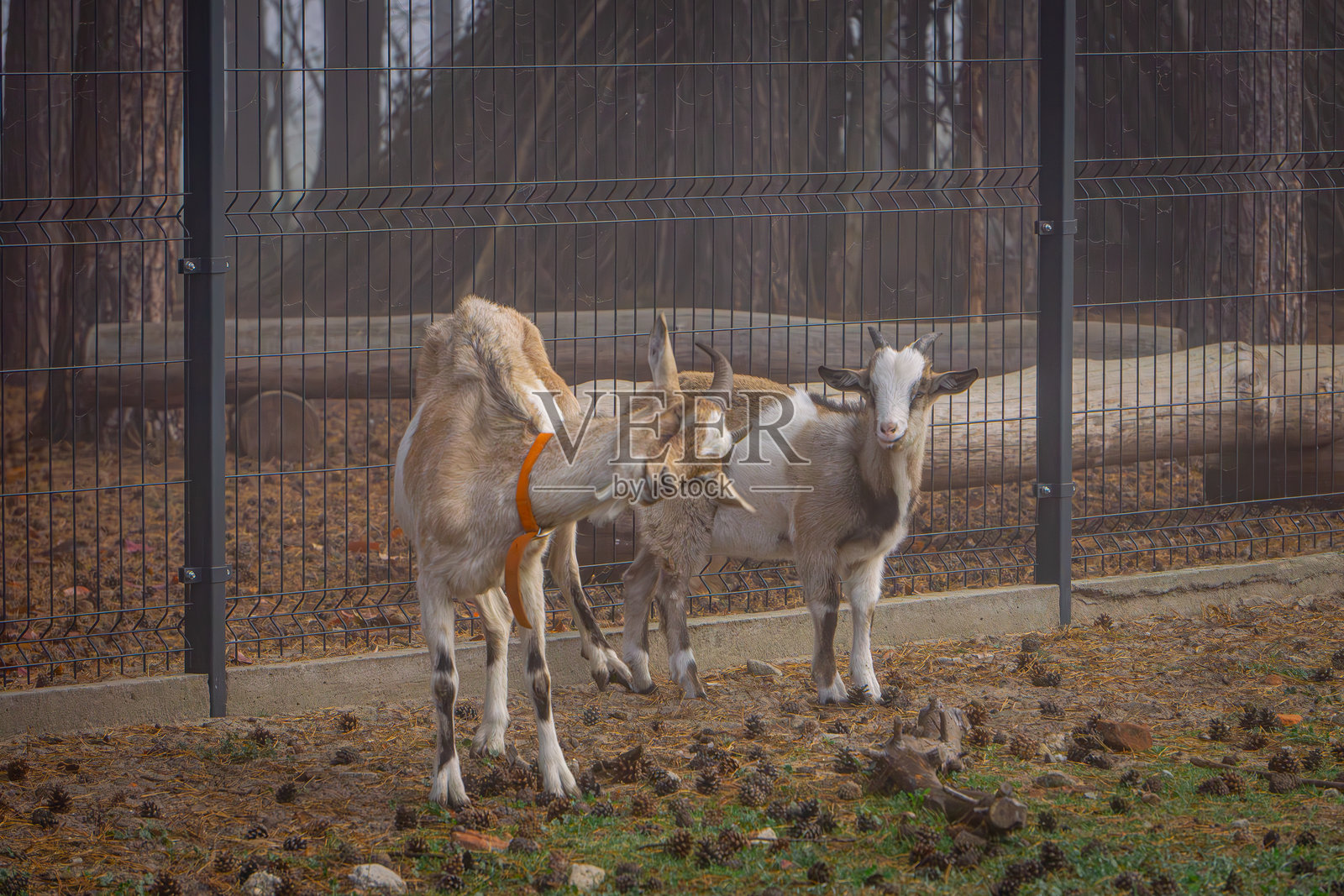 乡村农场里的动物。山羊在美丽而雾蒙蒙的秋天四处走动。农场里满是动物。乡村生活。搞笑的山羊姿势,头扭曲的山羊。照片摄影图片