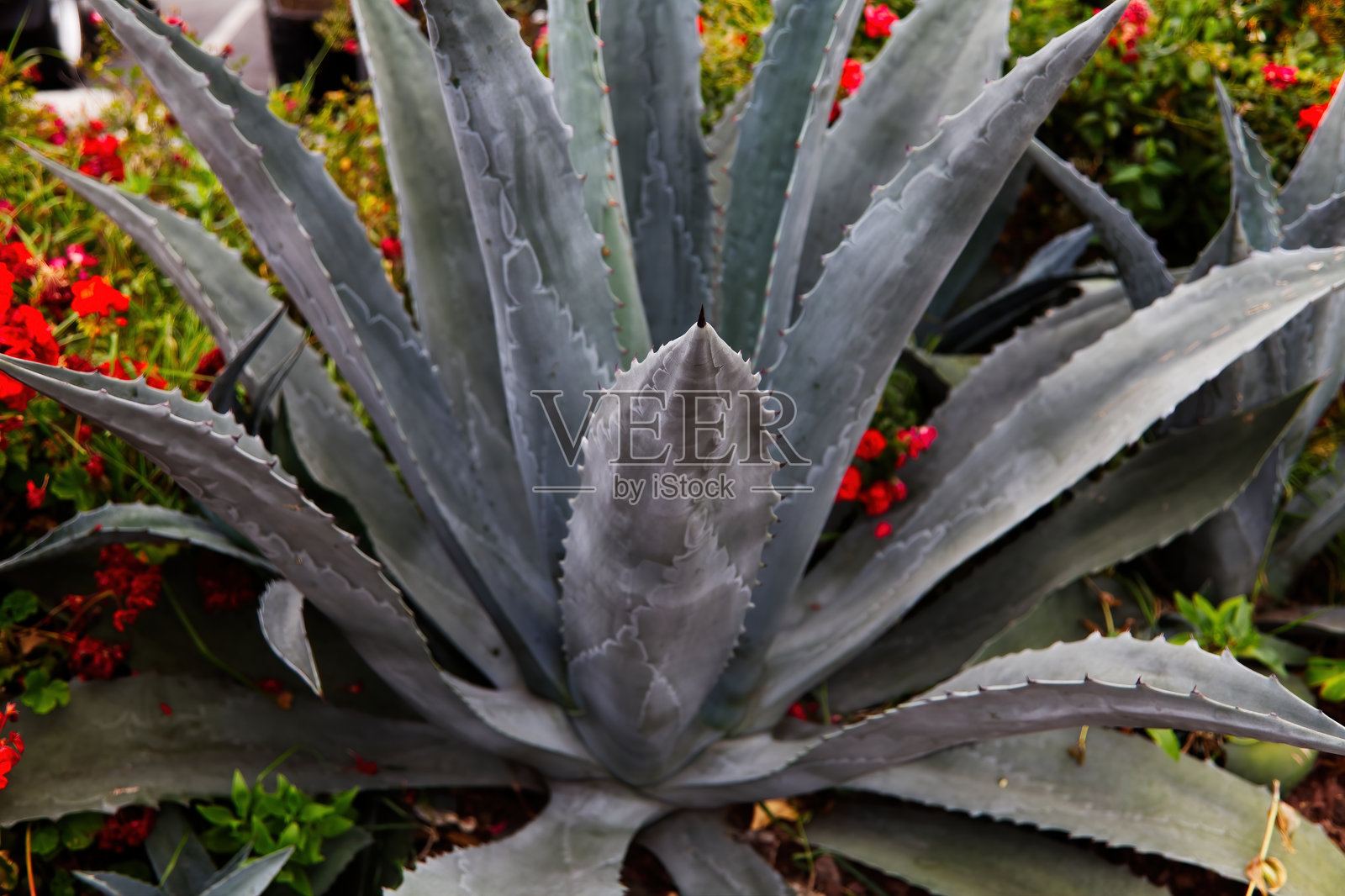 仙人掌植物坐落在盛开红花的花坛中照片摄影图片