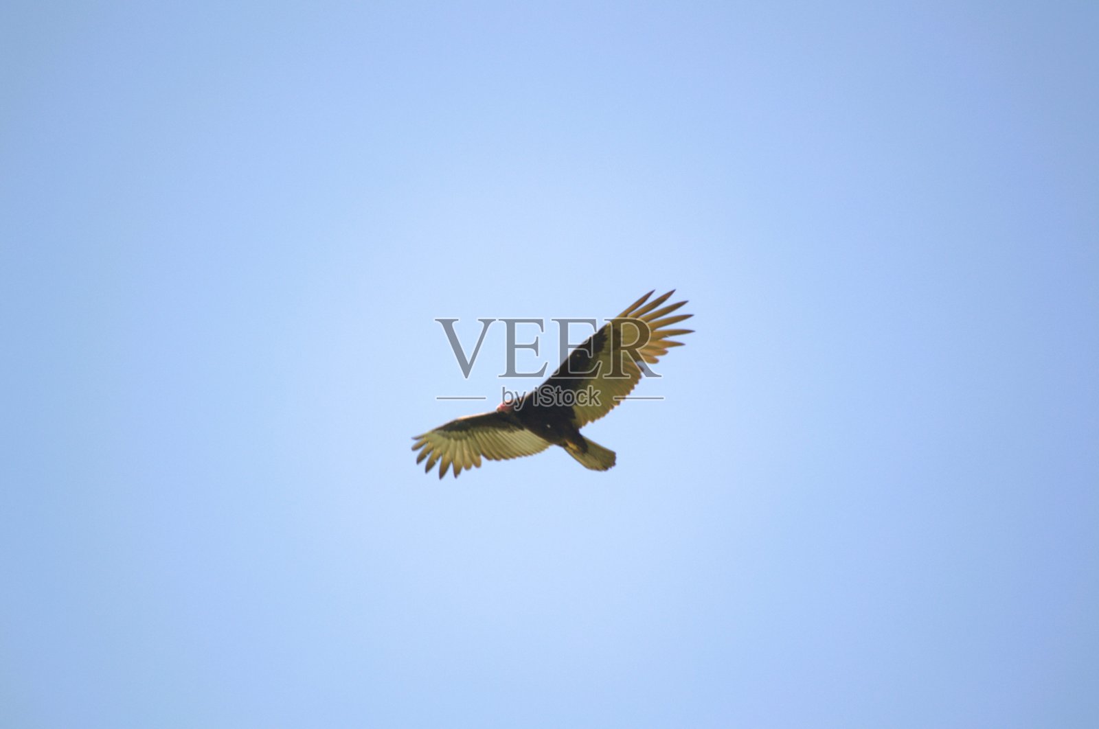 马拉开波湖中的鸟类。照片摄影图片