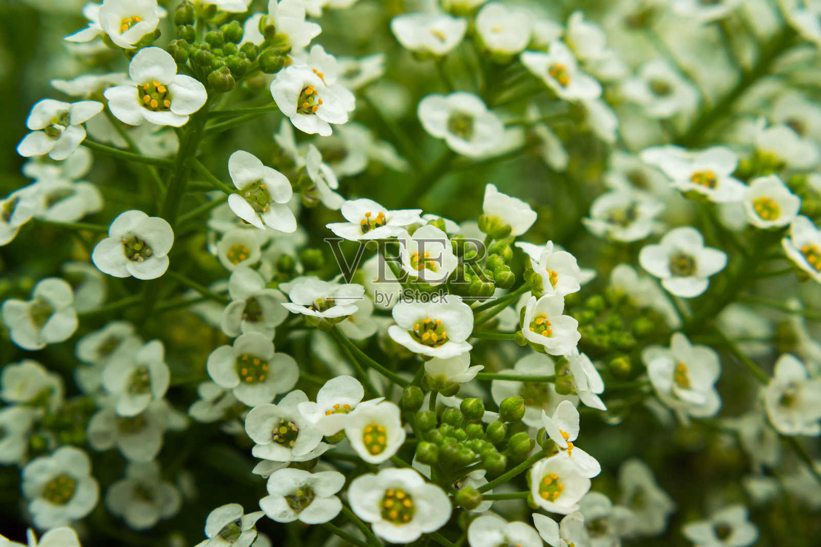 后院白色的圆叶花特写镜头照片摄影图片