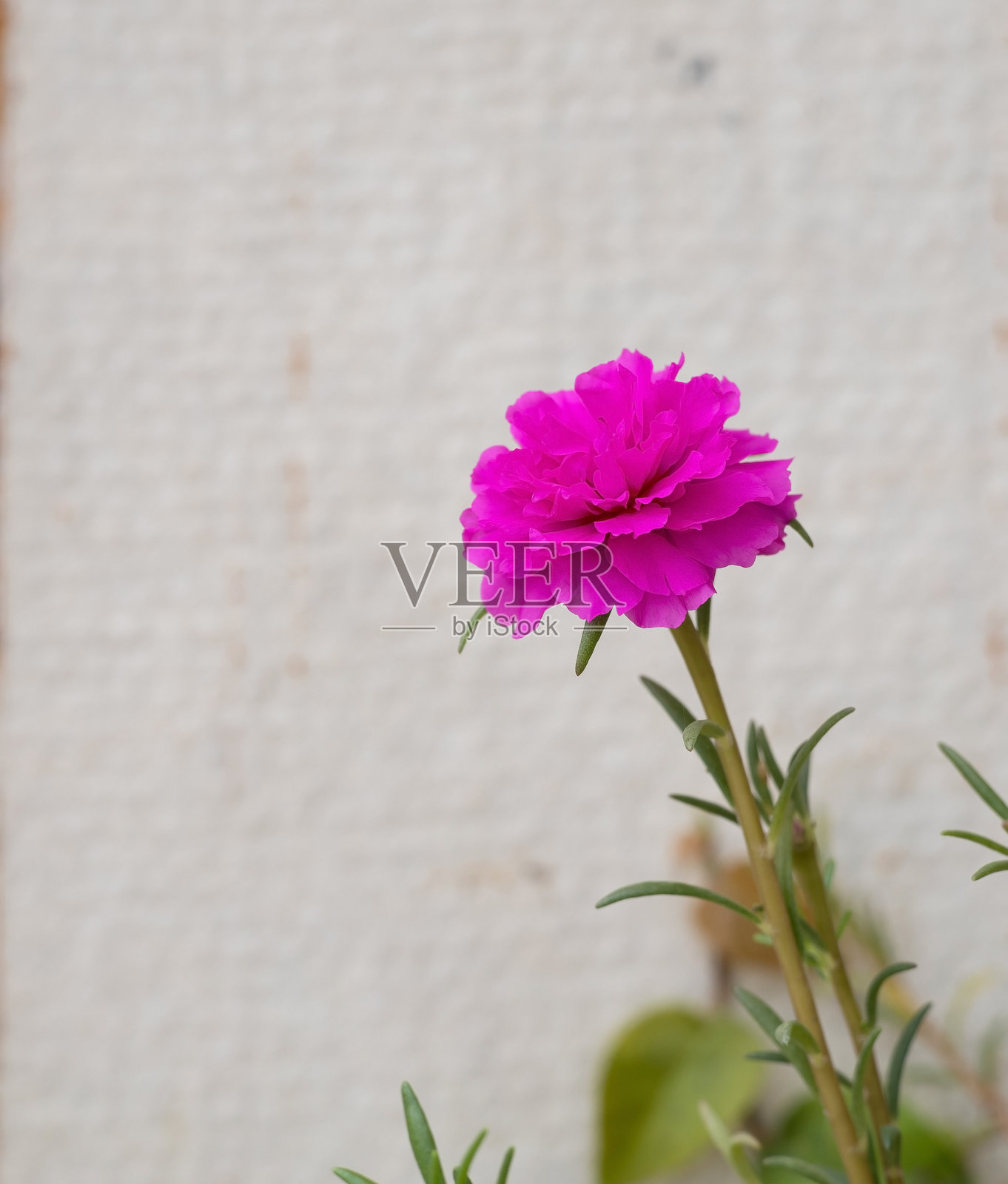 潘瓦夫人花,粉色,白色背景照片摄影图片