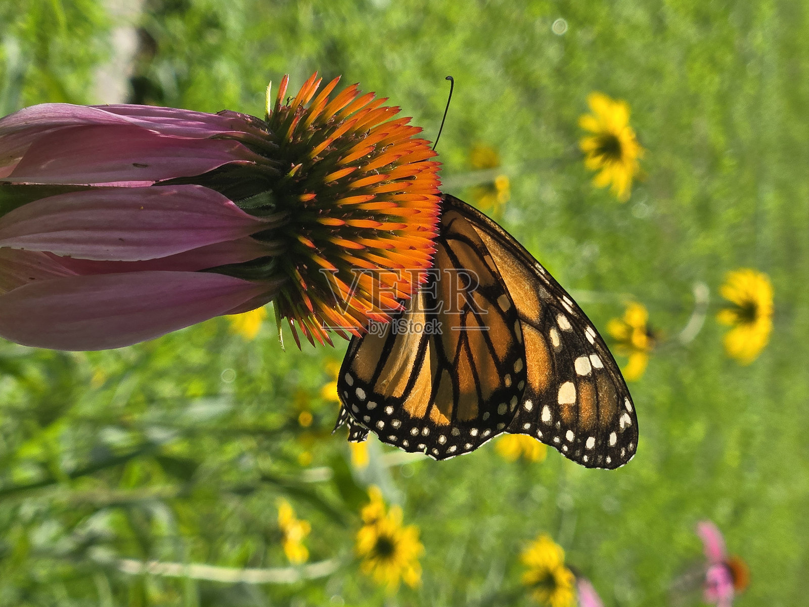 蝴蝶照片摄影图片