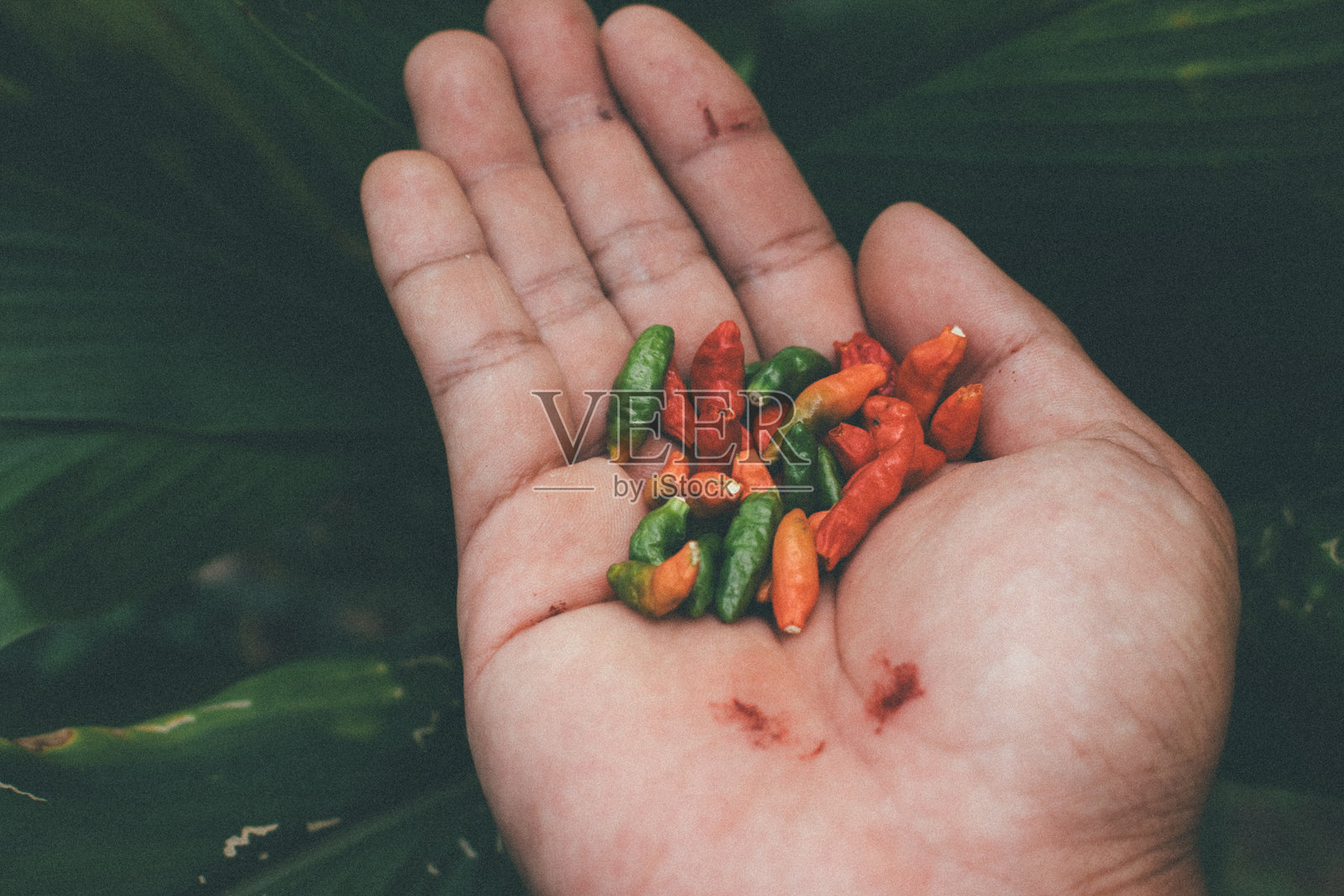 泰国小辣椒照片摄影图片