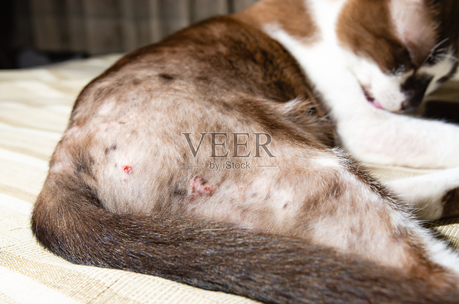 家猫的过敏性皮肤病。猫疥癣或疥疮的诊断照片摄影图片