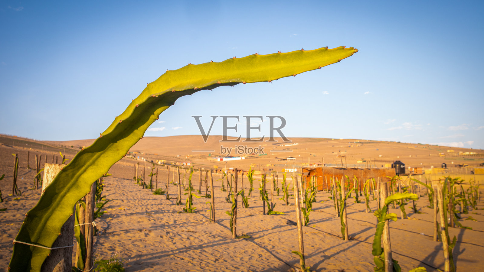 在干旱的沙漠中生长的火龙果照片摄影图片