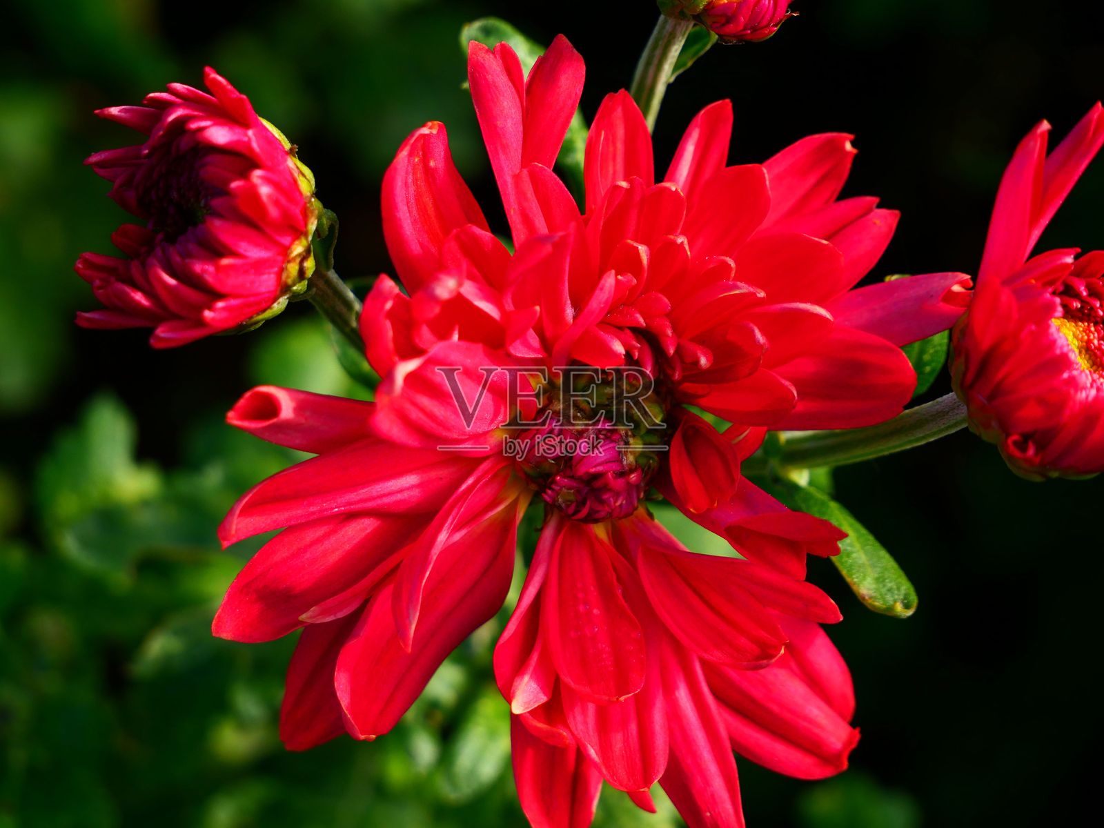 盛开的鲜艳红花照片摄影图片