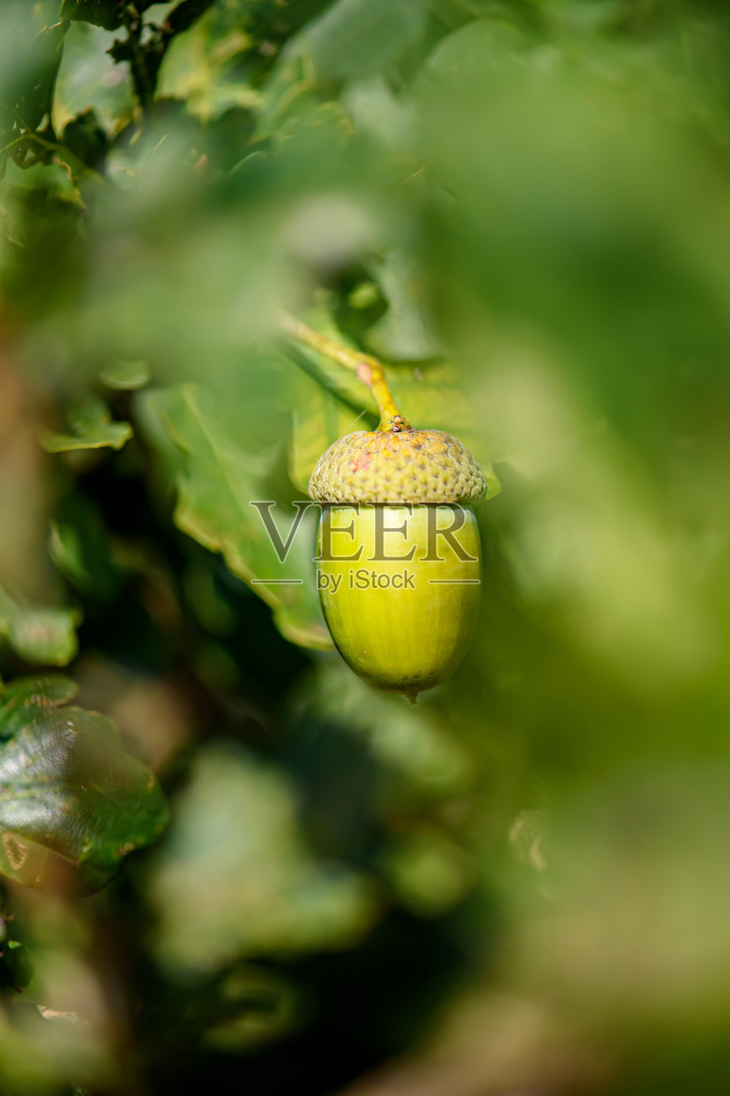 橡树枝上的绿色橡果照片摄影图片