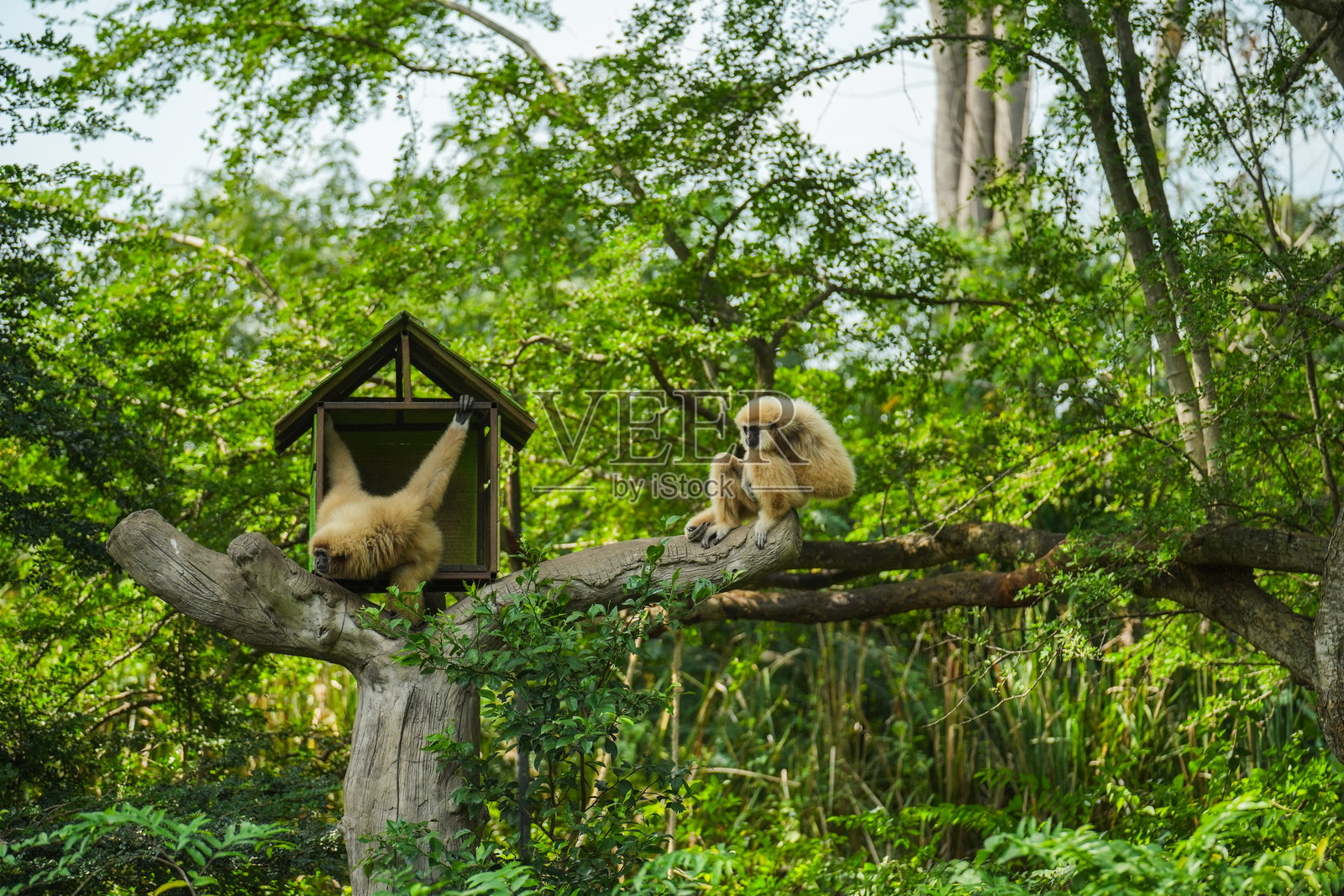 白手长臂猿在树上照片摄影图片