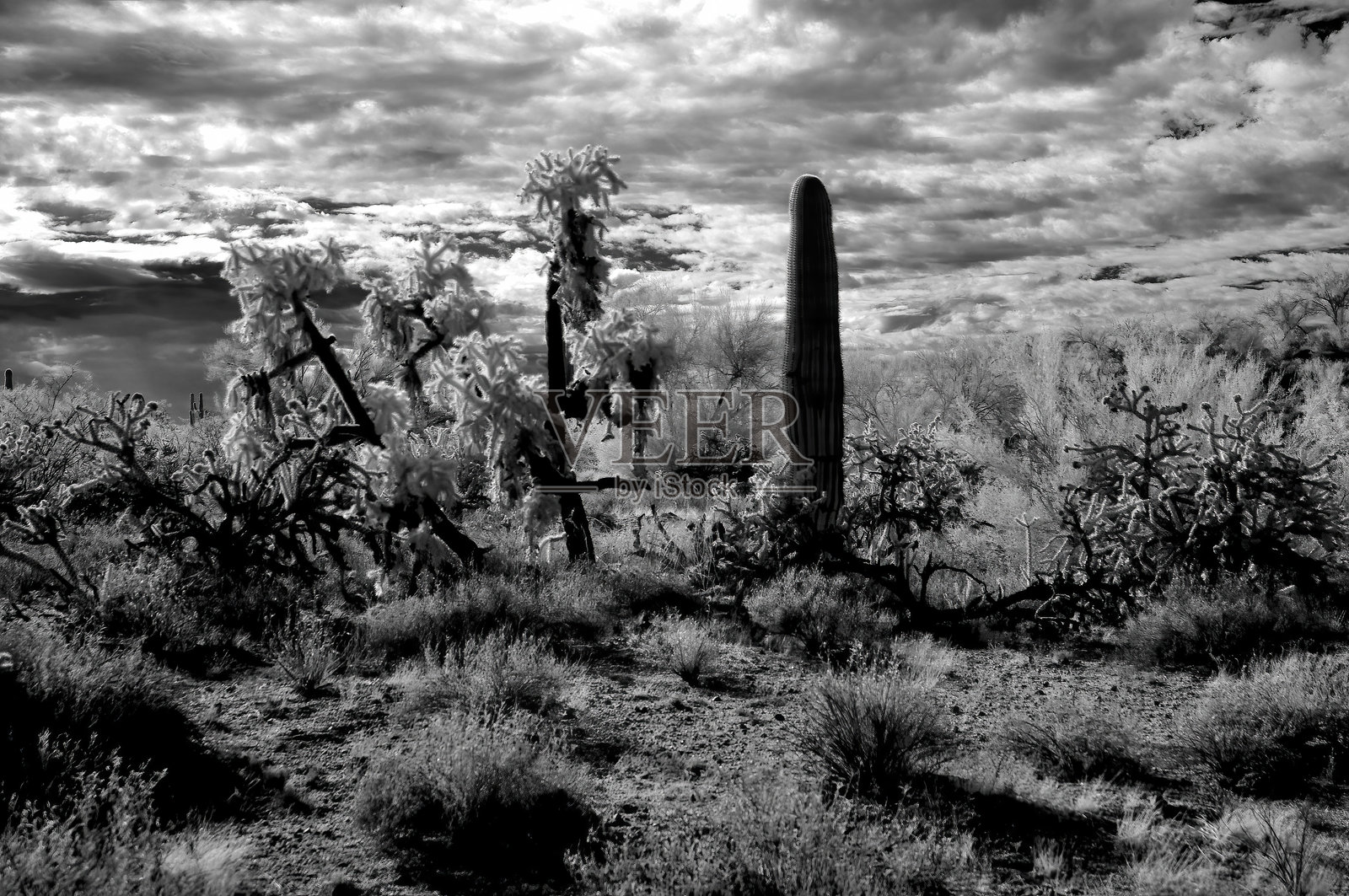 亚利桑那州索诺拉沙漠红外线摄影照片摄影图片