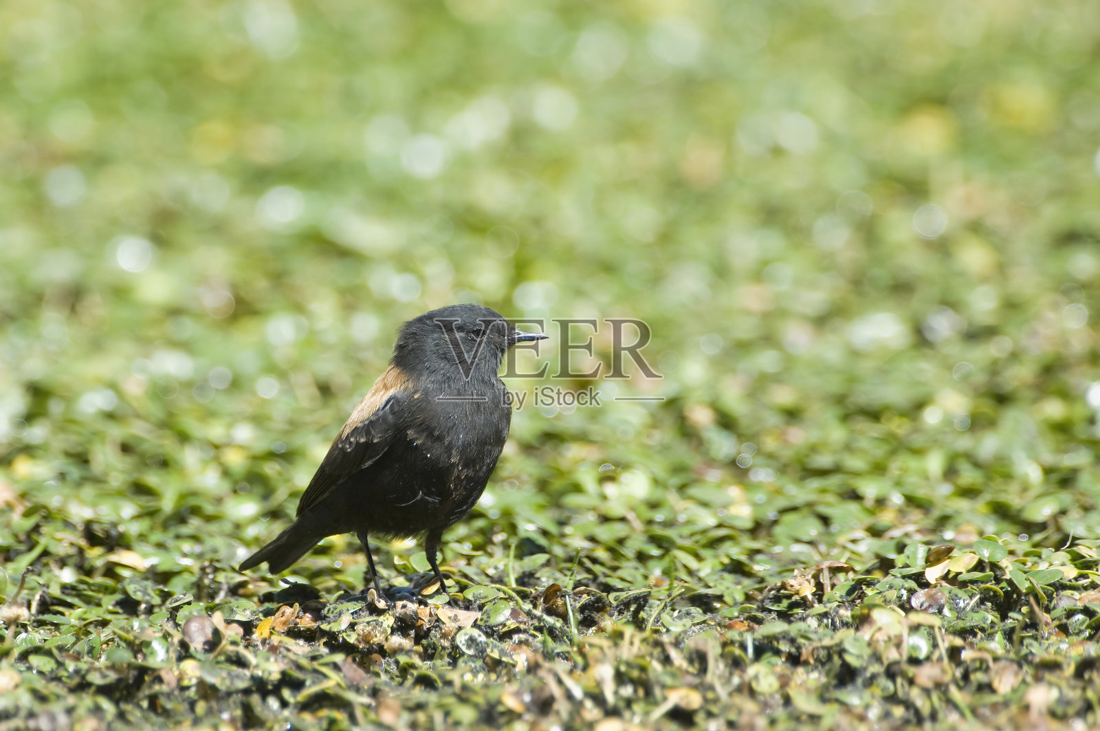 安第斯黑小鸟照片摄影图片