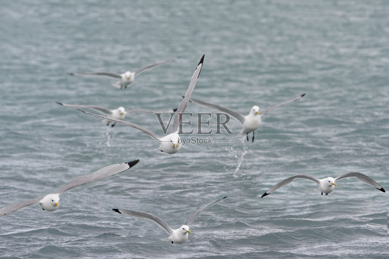 黑腿海鸥照片摄影图片