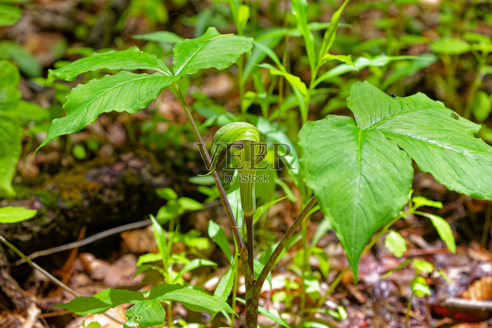 美洲野百合(Arisaema triphyllum)。照片摄影图片
