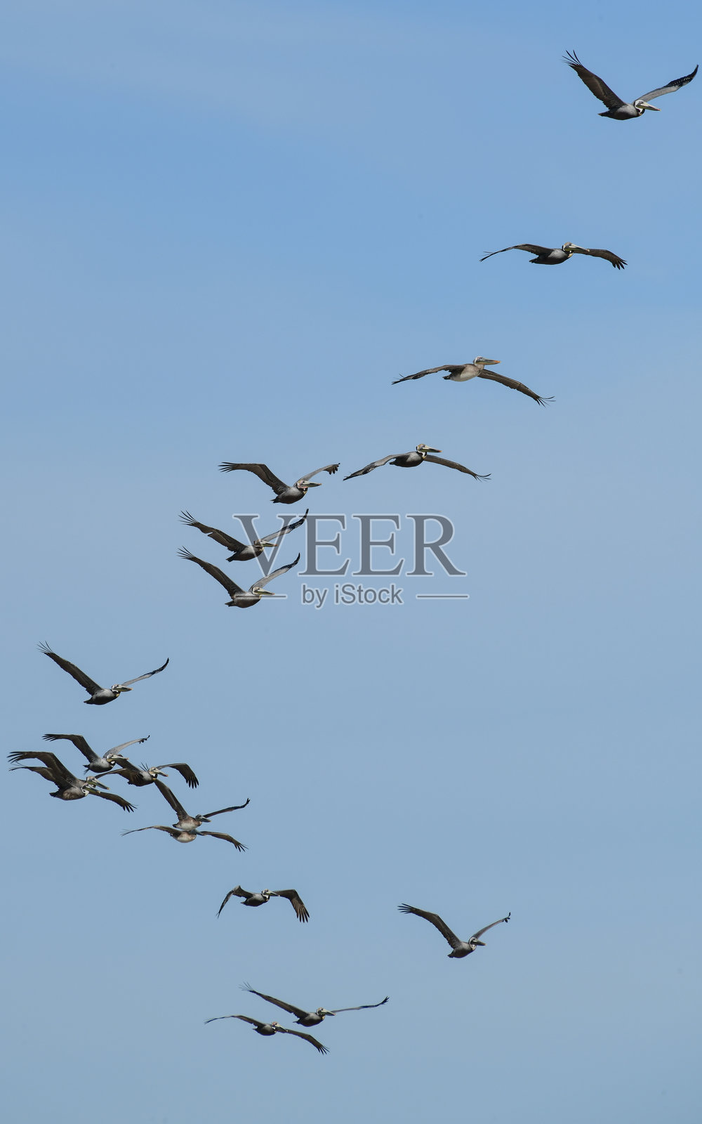 飞翔的鹈鹕照片摄影图片