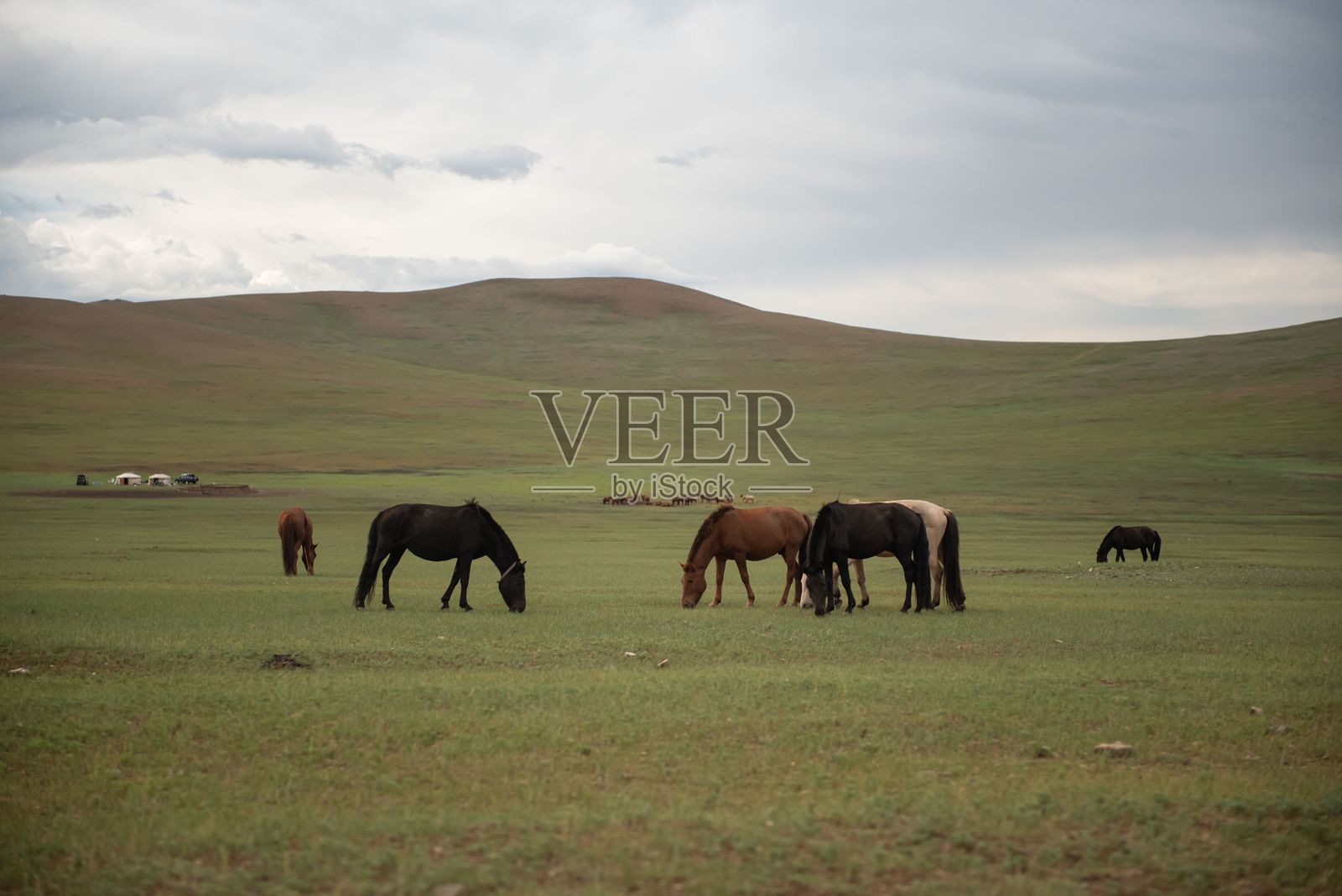 蒙古马在夏季牧场上吃草。照片摄影图片