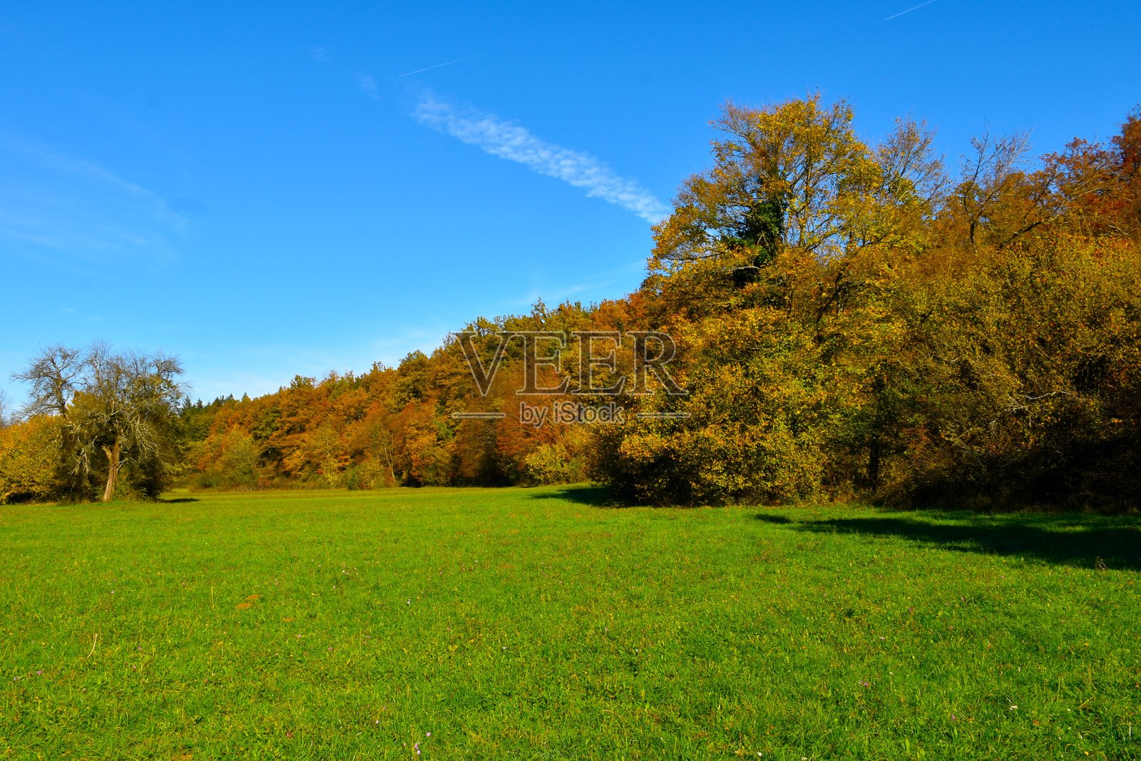 斯洛文尼亚诺特兰斯卡的切尔克尼什科波列森林边缘的草地,树木呈现黄色和橙色的秋季色彩。照片摄影图片