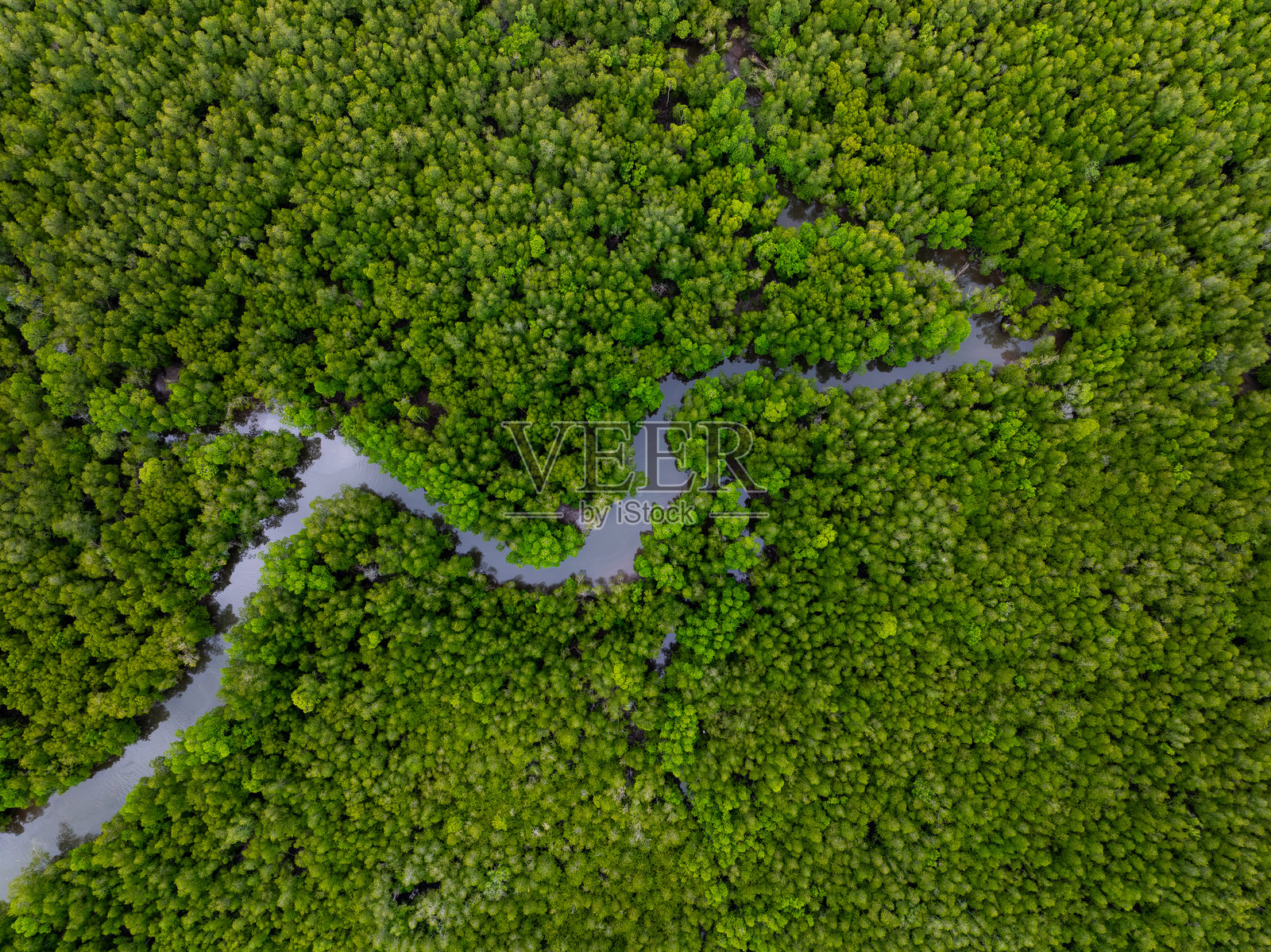 惊人的丰盛红树林,森林树木的鸟瞰图,雨林生态系统和健康的环境背景,绿色树木的顶部纹理,高角度视图照片摄影图片