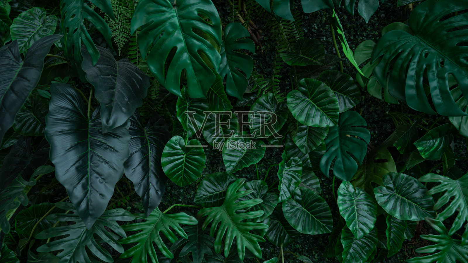 深绿色热带叶子背景。照片摄影图片