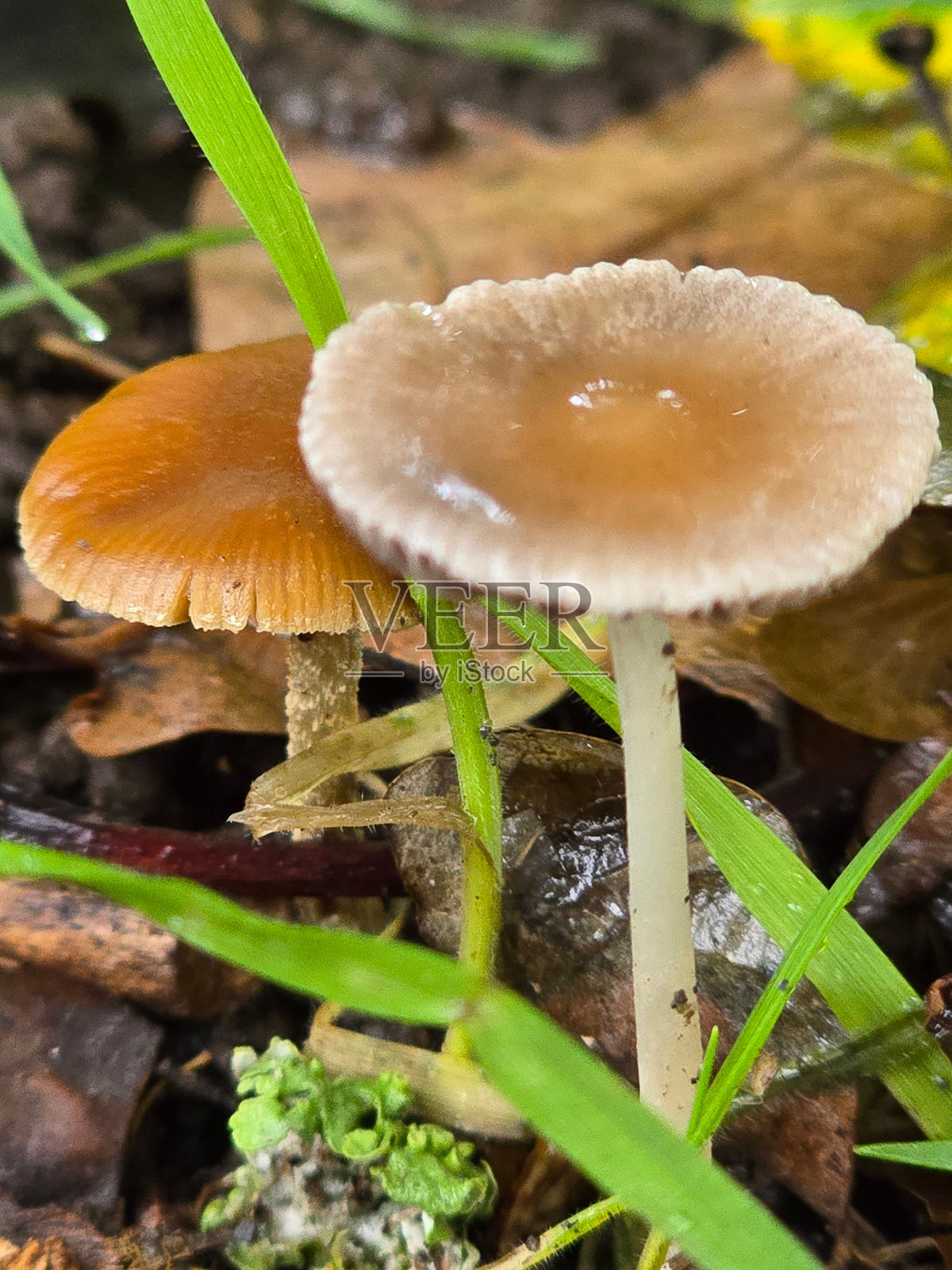 草地和树叶中的蘑菇照片摄影图片