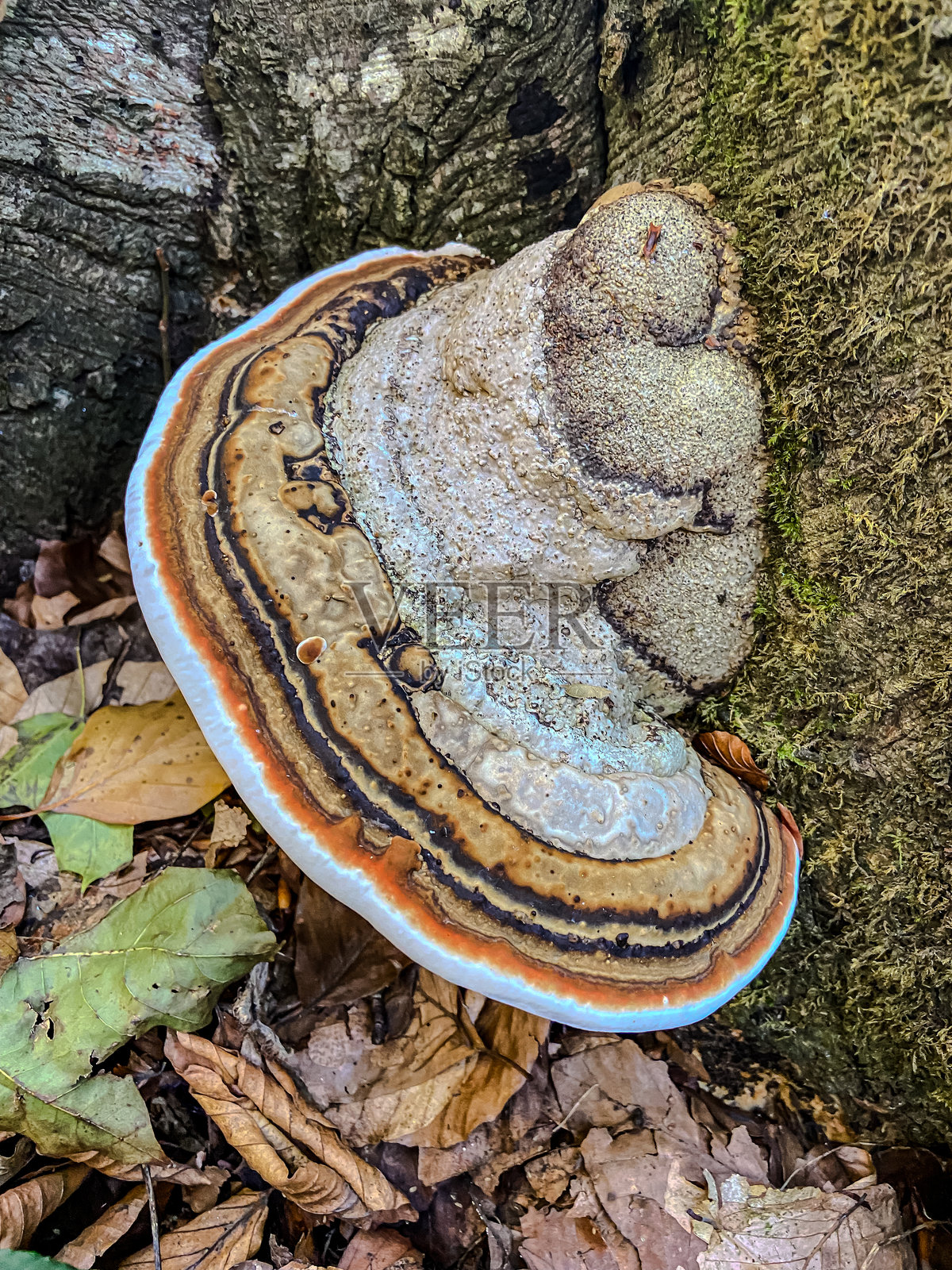 宏观 - 森林 - 欧洲,罗马尼亚,苏恰瓦地区照片摄影图片