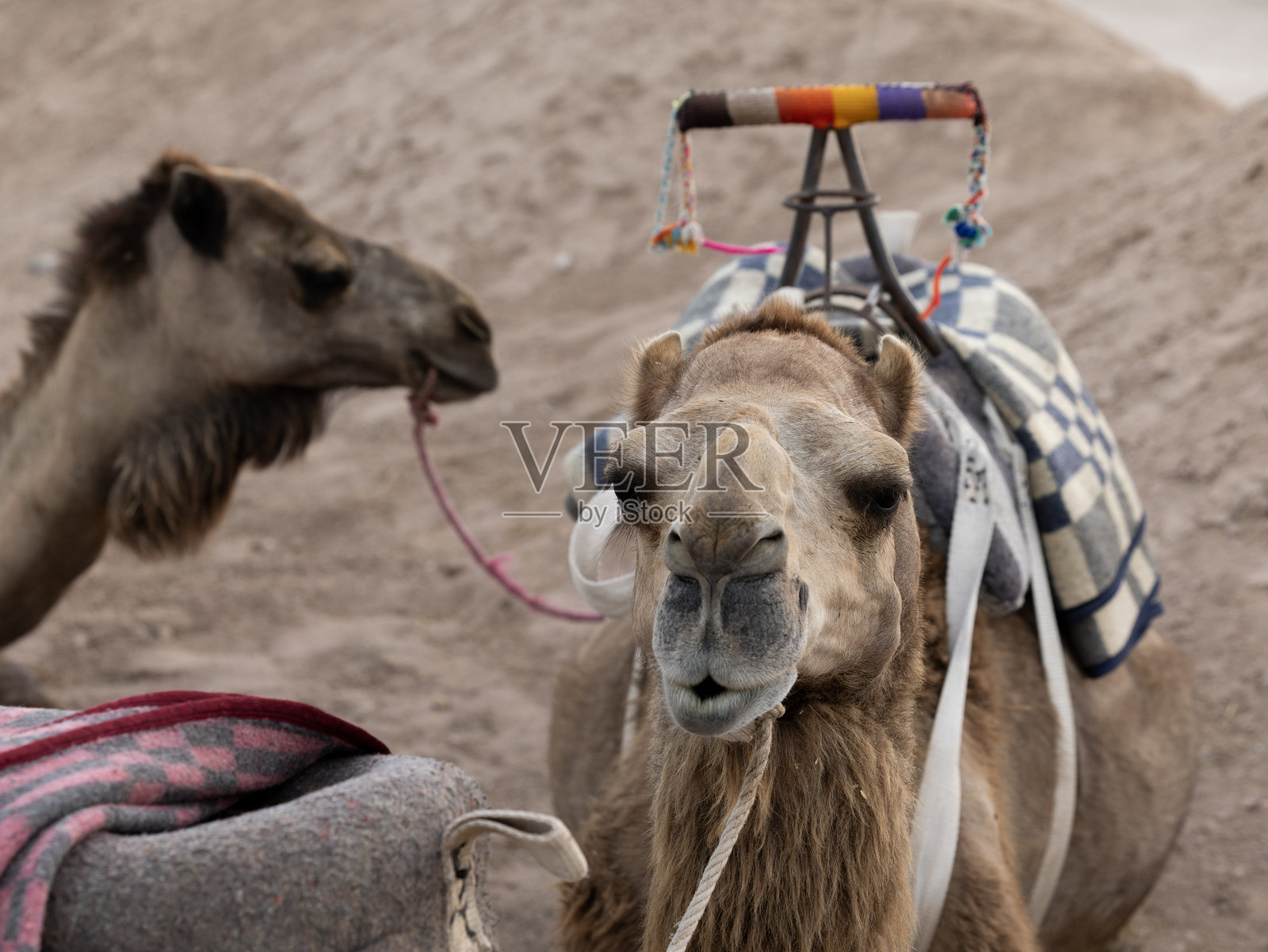 骆驼(Camelus dromedarius)卧着休息的特写镜头照片摄影图片