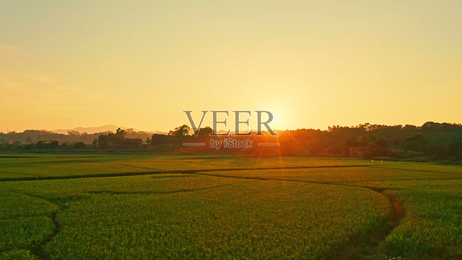 中国乡村的农业稻田,亚洲,农田。照片摄影图片