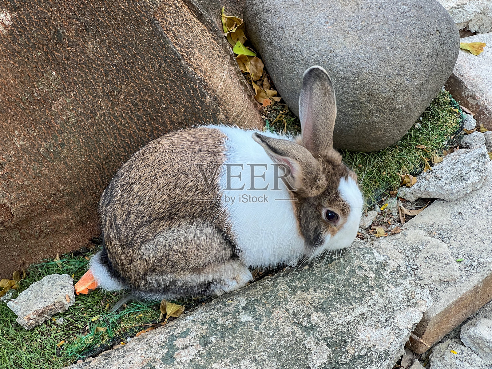 一只棕白相间的兔子或野兔坐在石头表面上,旁边有一块大石头和一些草。兔子处于户外环境中,周围散落着树叶和杂物,营造出宁静自然的场景。照片摄影图片