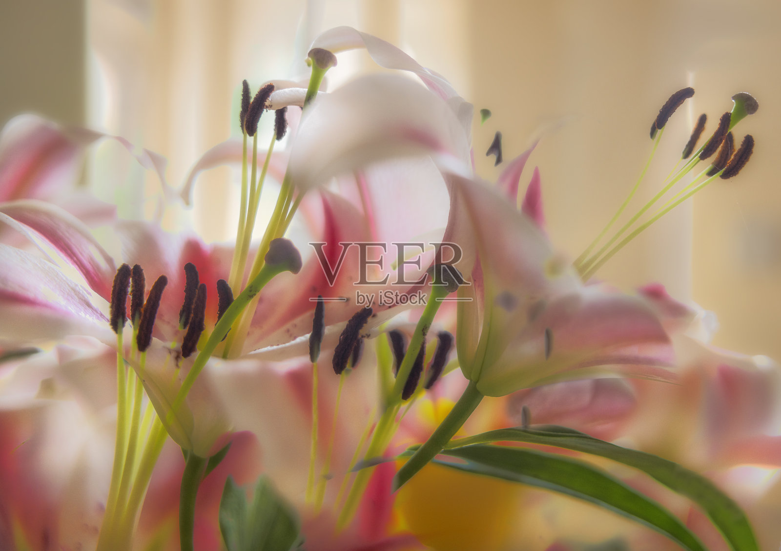 东方百合照片摄影图片