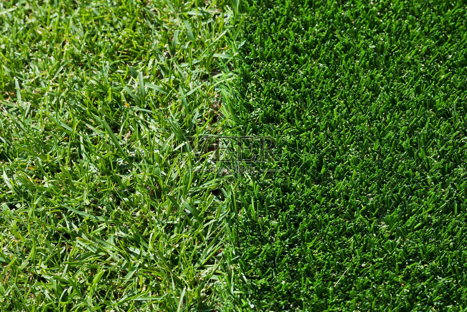 天然草坪(左)和人造草坪(右)照片摄影图片