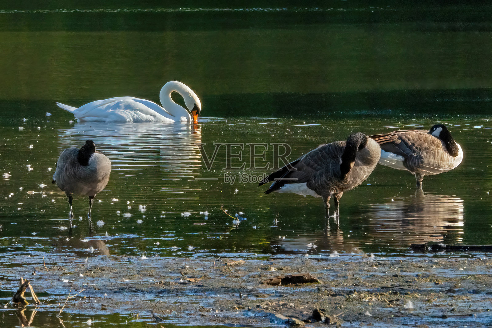 湖中的天鹅照片摄影图片