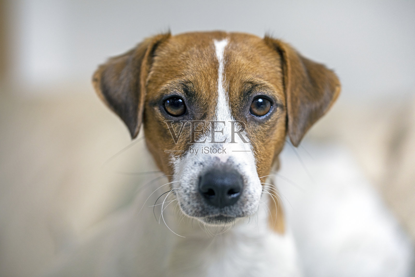 美丽的杰克拉塞尔梗小狗特写照片摄影图片