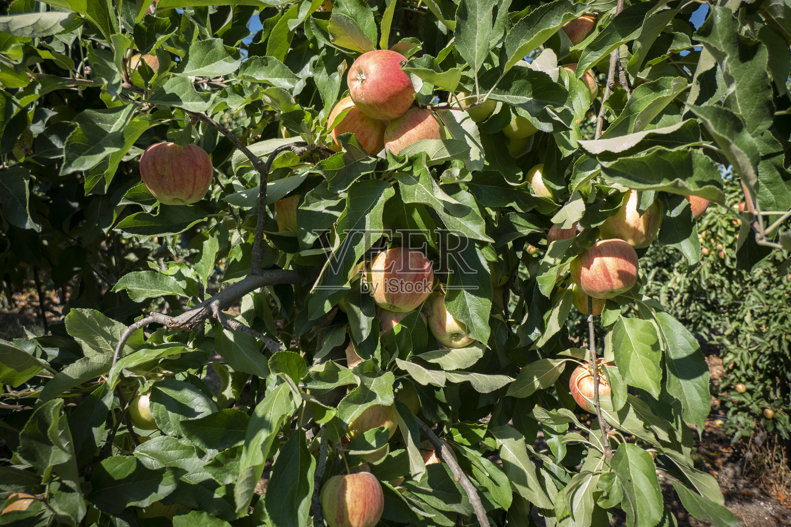 红苹果准备采摘照片摄影图片