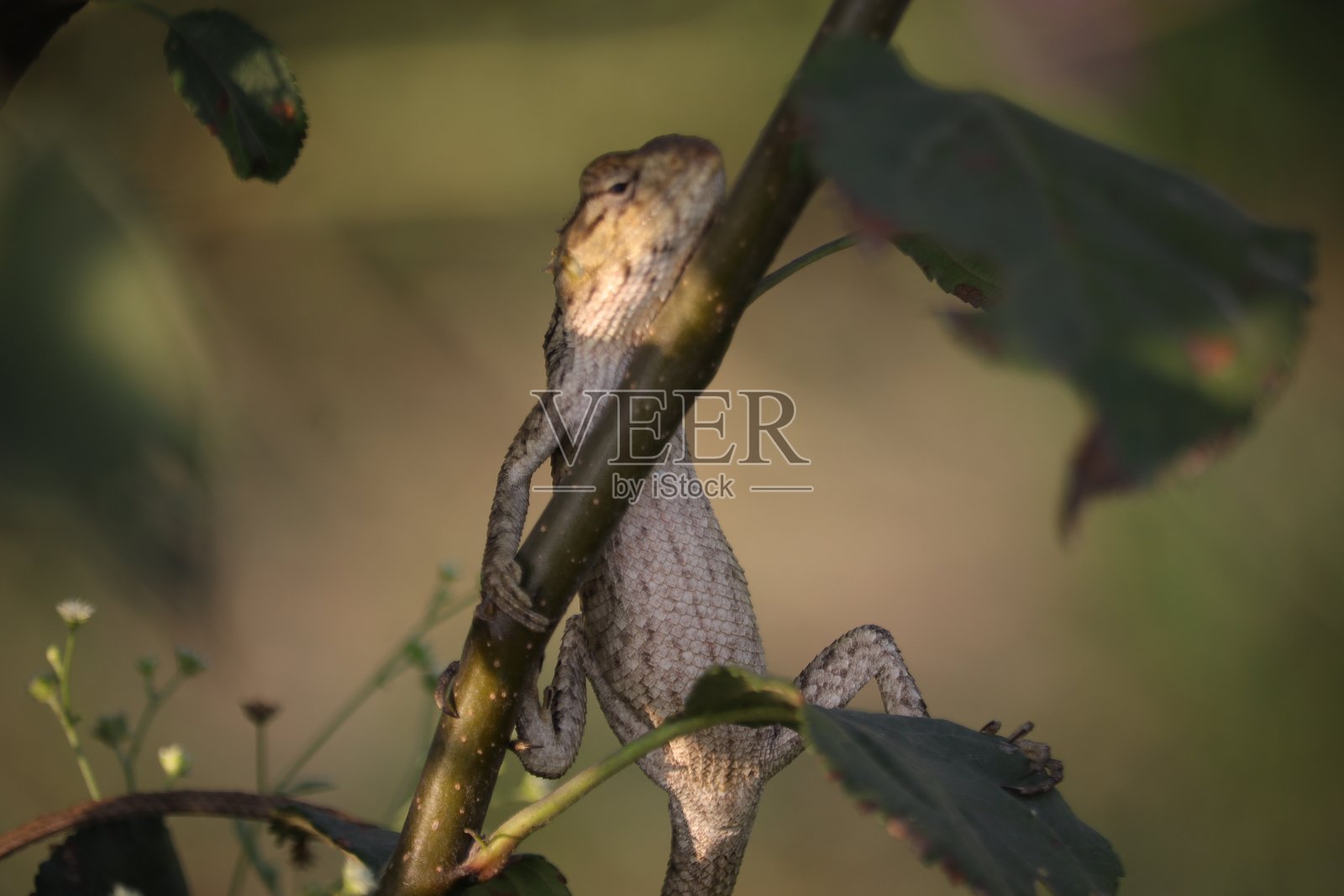 变色龙照片摄影图片