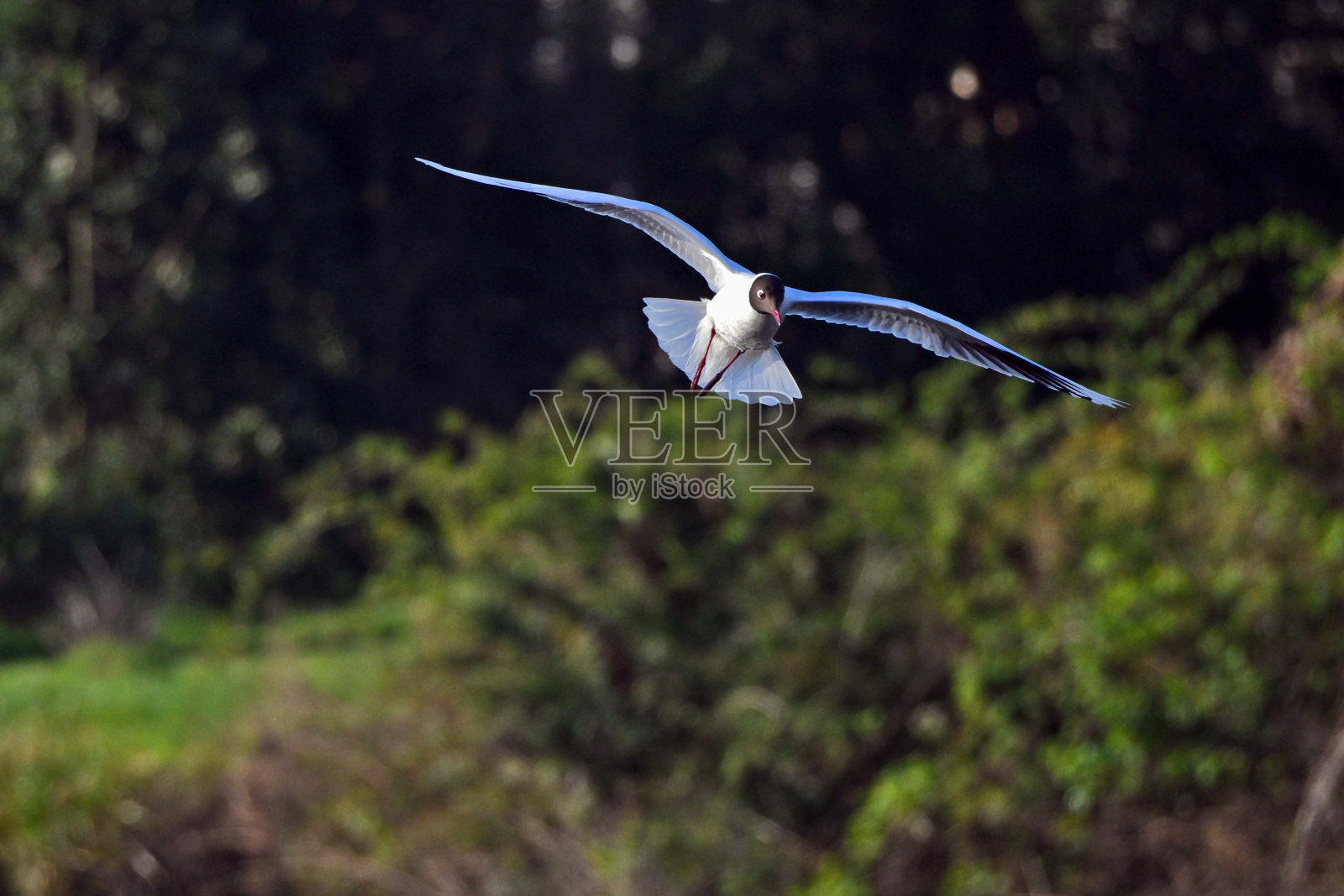 众多野鸟在飞翔照片摄影图片