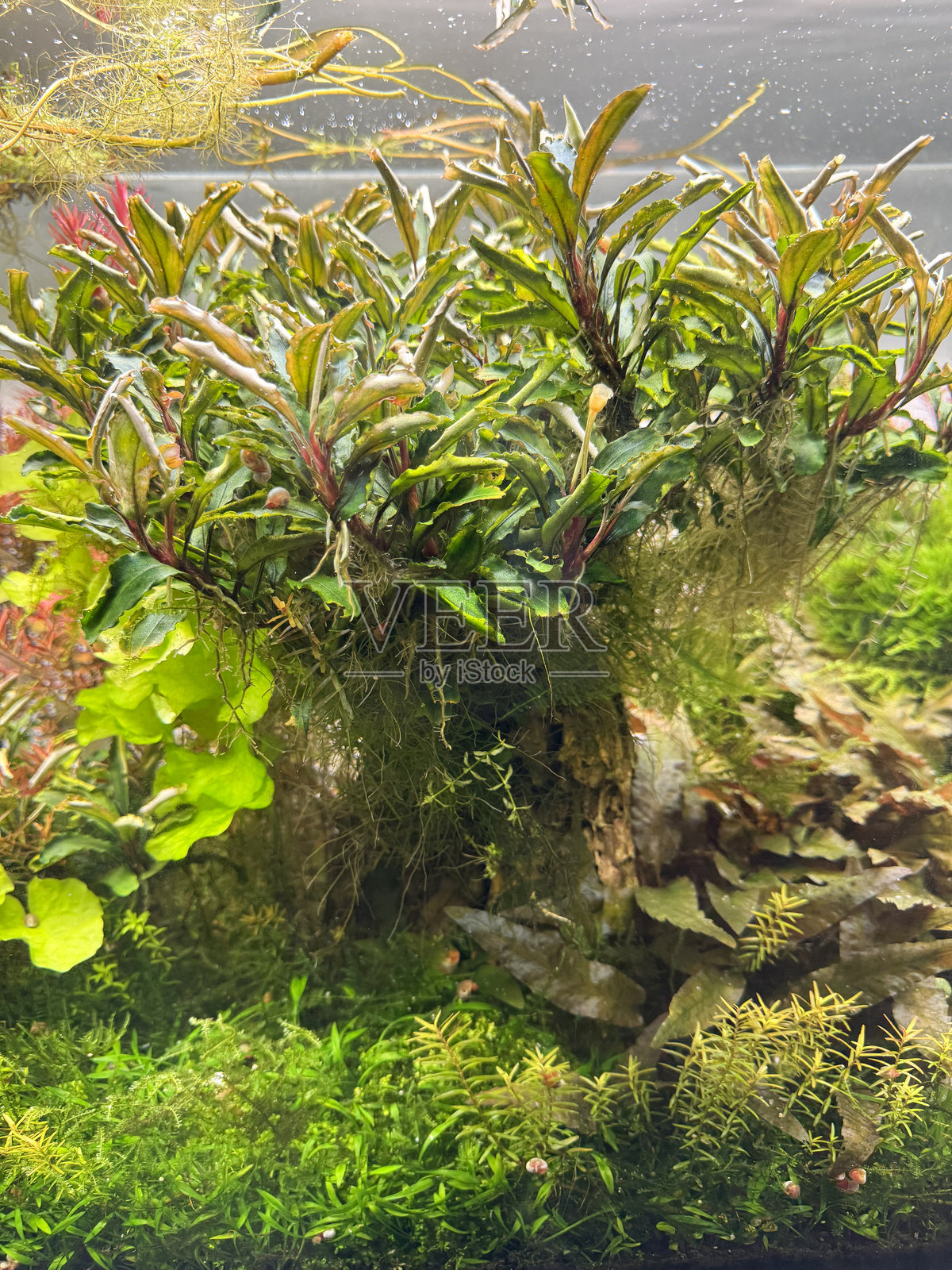 热带水族箱的全景图,里面有活水生植物和沉木,室内玻璃鱼缸的水景,重点在前景。照片摄影图片