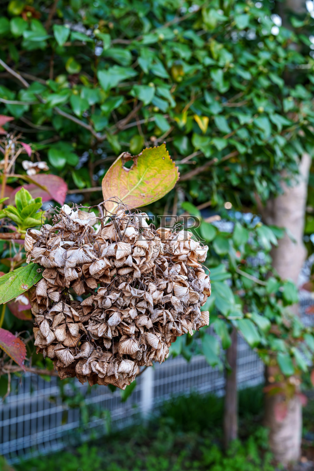 枯萎和变褐色的绣球花照片摄影图片