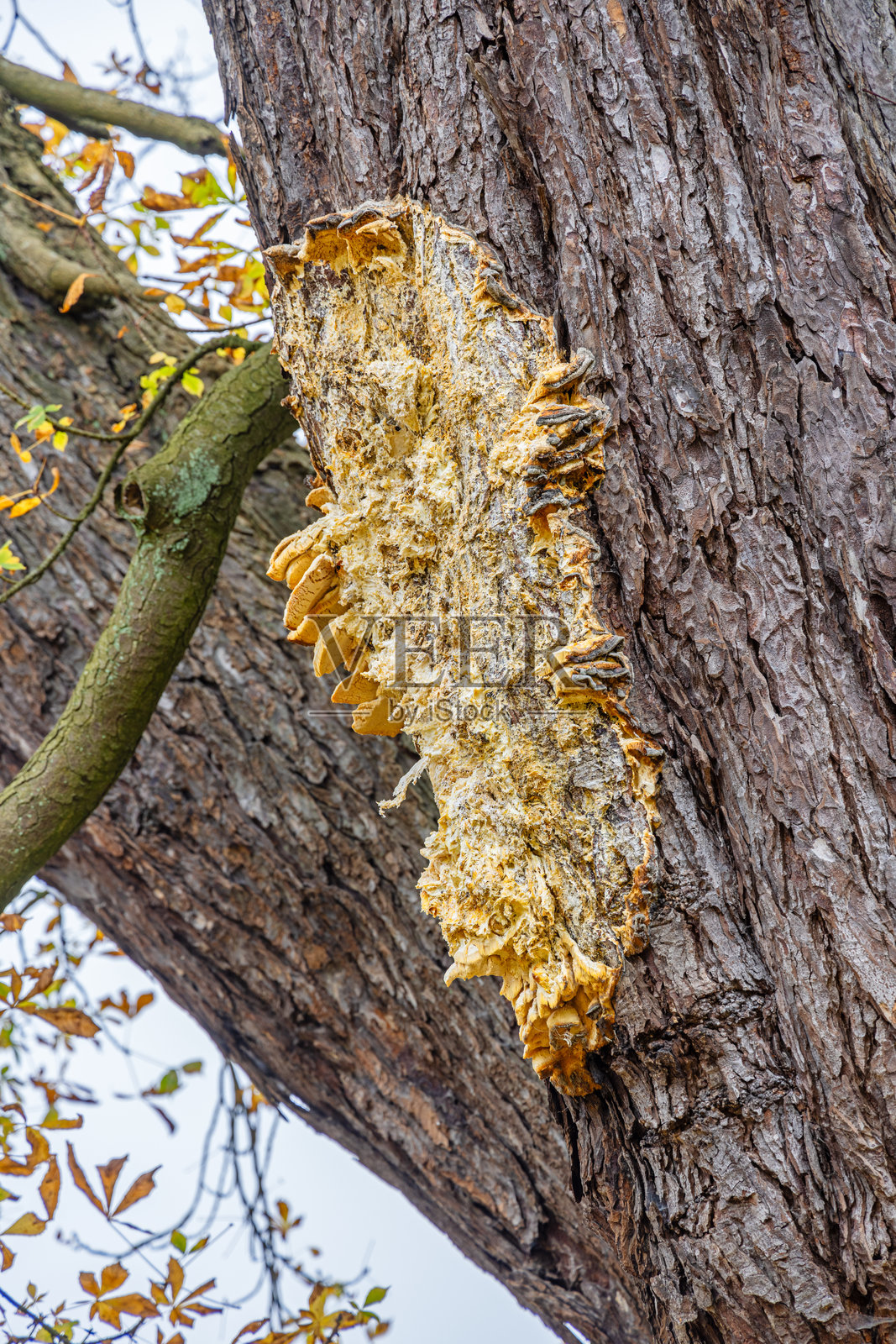 树干上的大型真菌遗迹照片摄影图片
