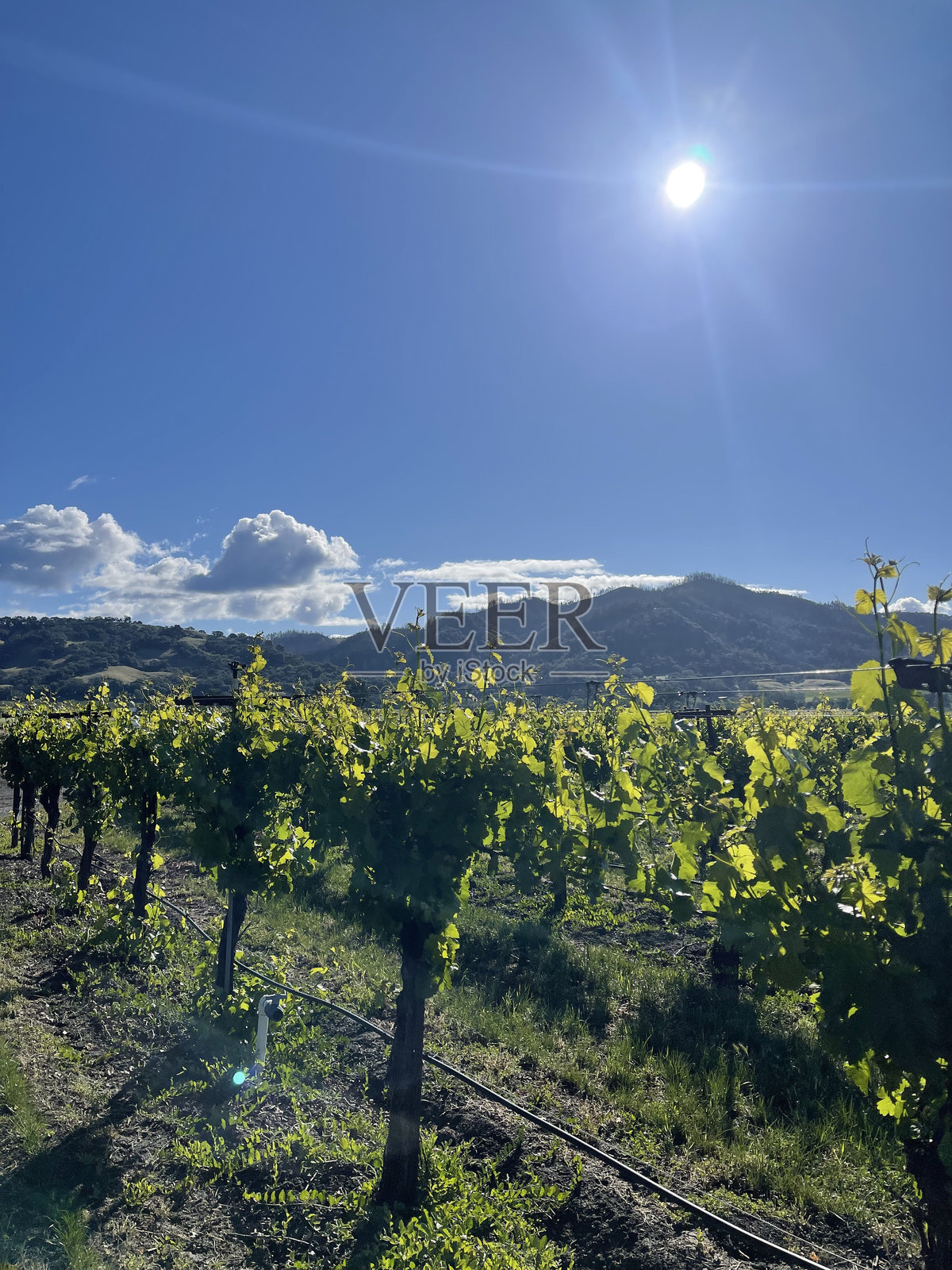 索诺玛谷葡萄园照片摄影图片