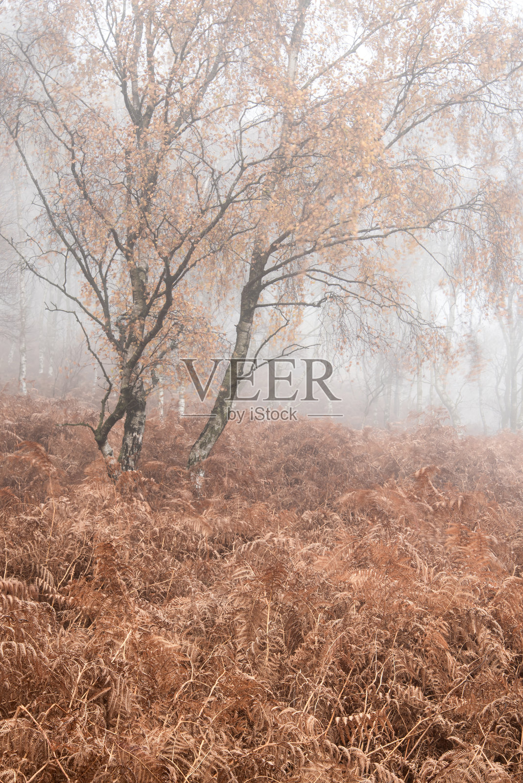 佩克区帕德利峡谷迷雾清晨的绚丽多彩秋季风景照片摄影图片