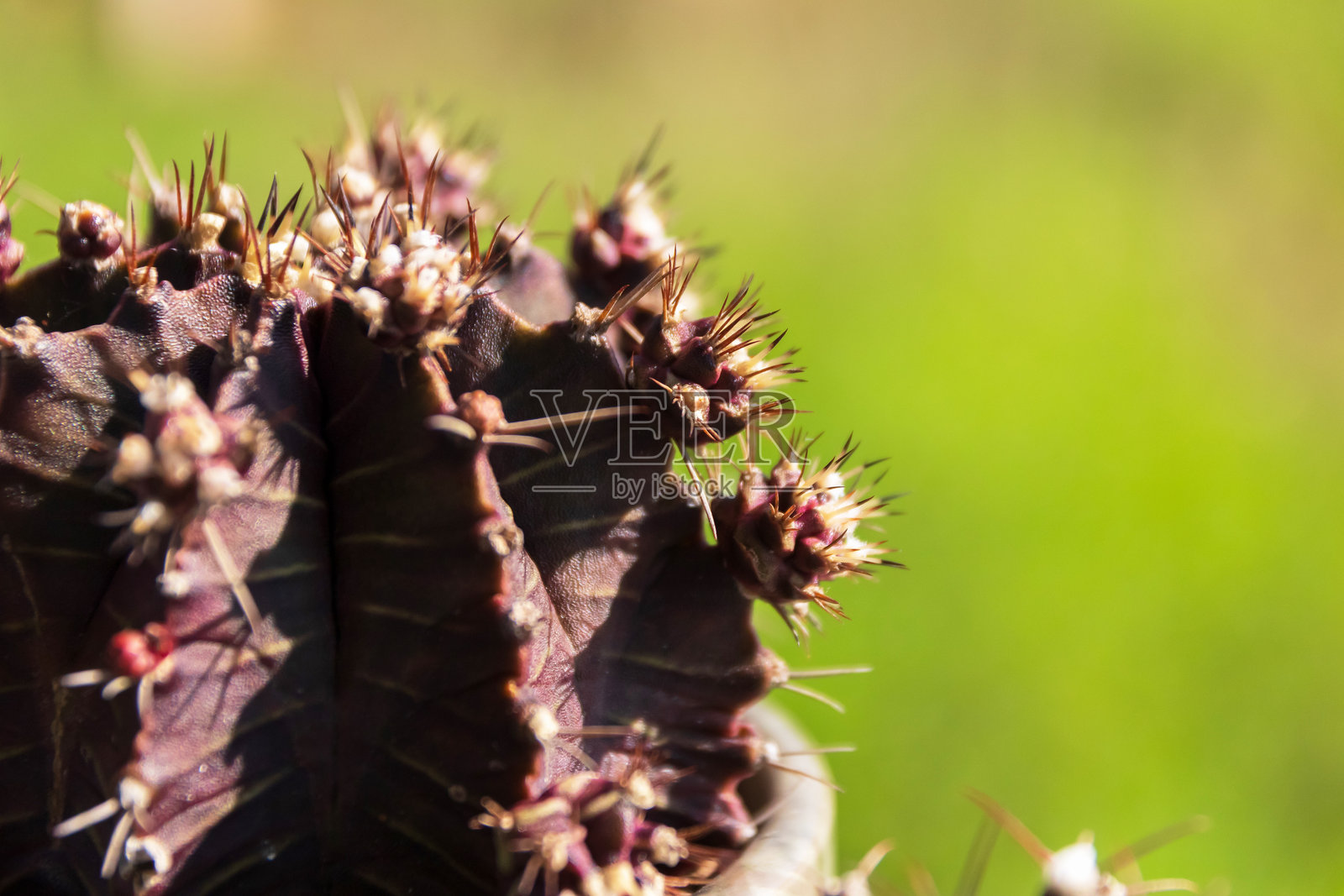 独特仙人掌的特写,展示了其刺和生动的细节,背景为柔和的绿色。照片摄影图片