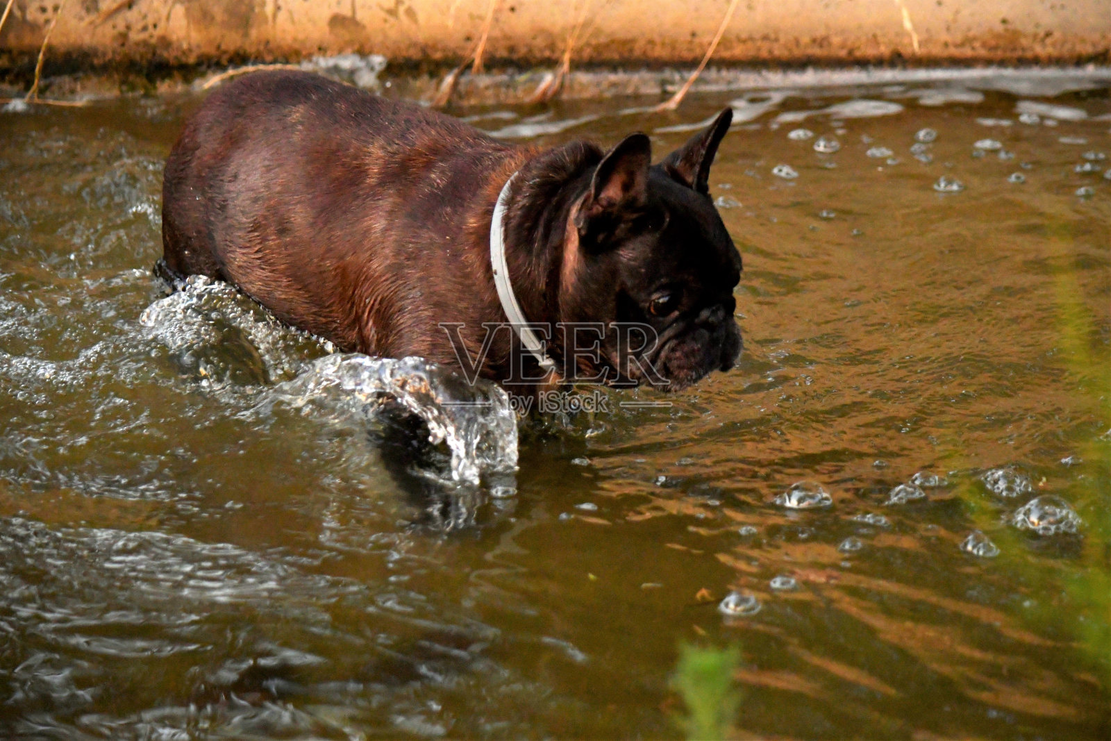 法国斗牛犬在水中行走时抬起水面照片摄影图片