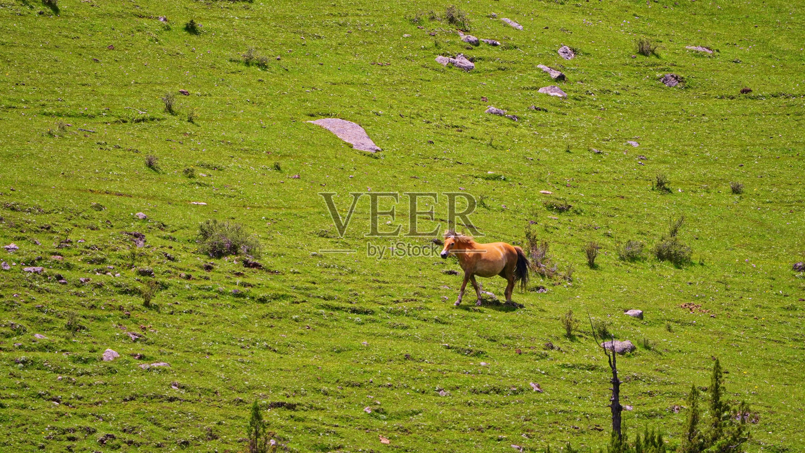 青藏高原上的草原马, 中国, 亚洲。照片摄影图片