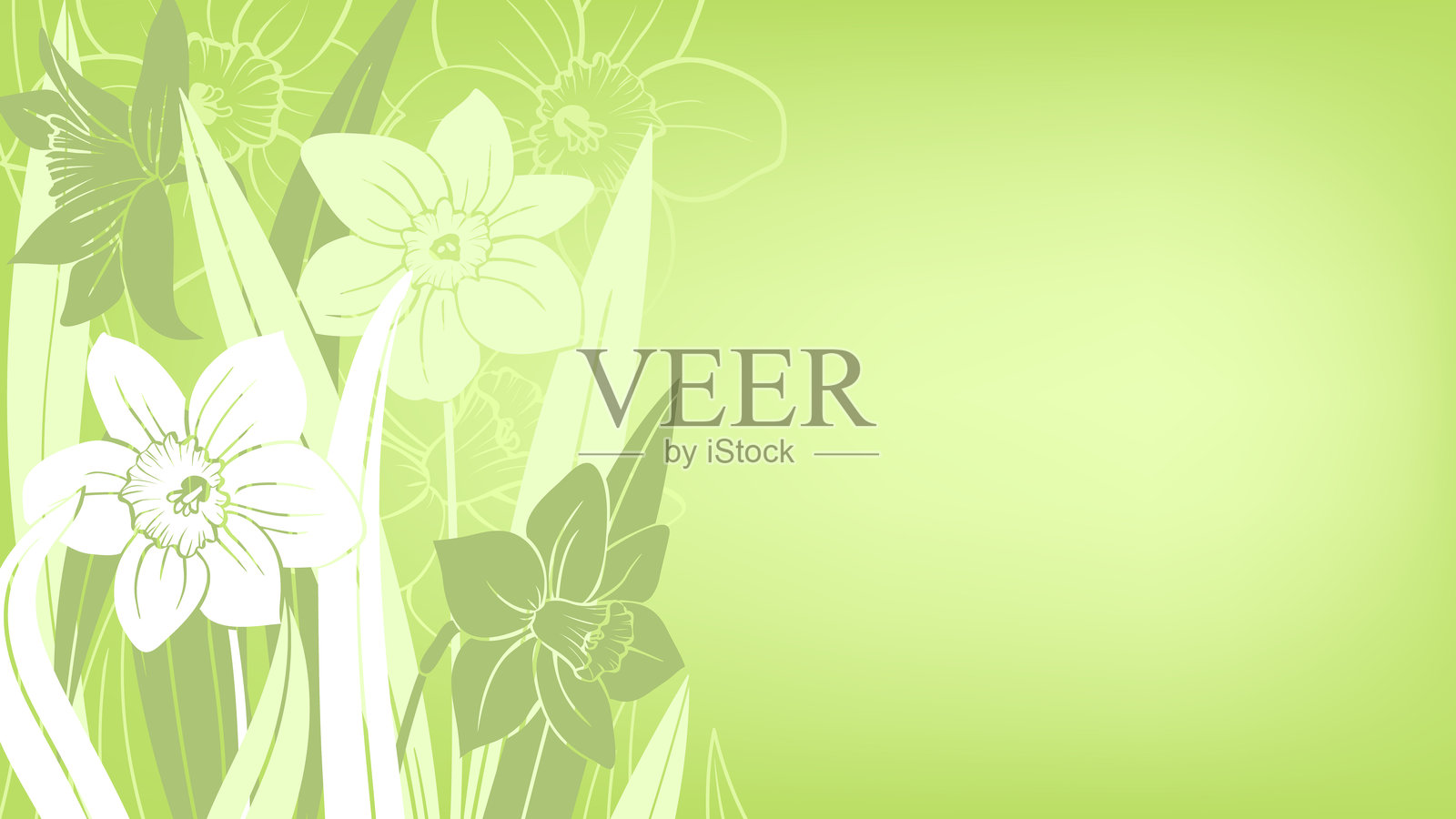 春天绿色的横幅,上面有水仙花插画图片素材