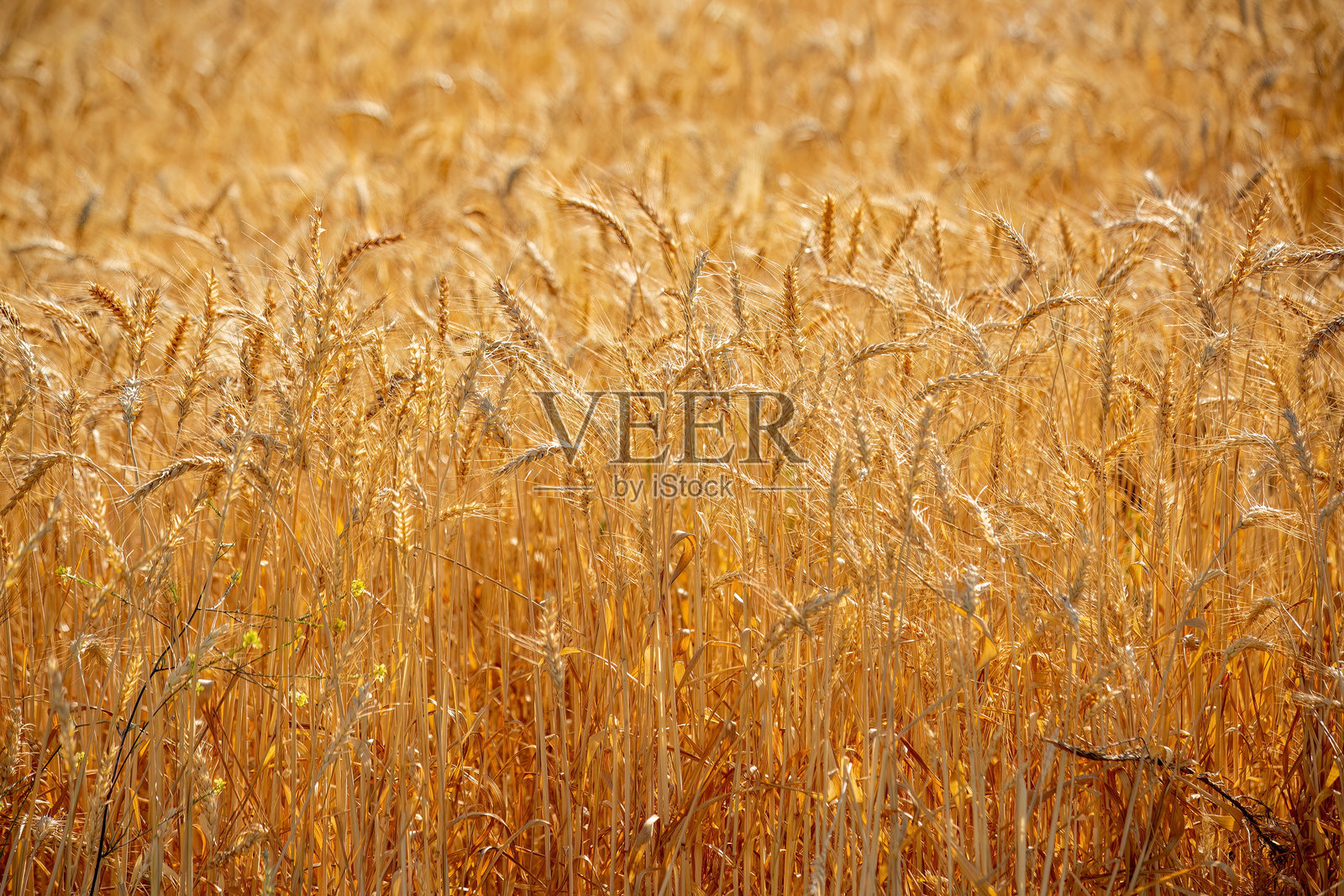 阳光下的小麦穗照片摄影图片