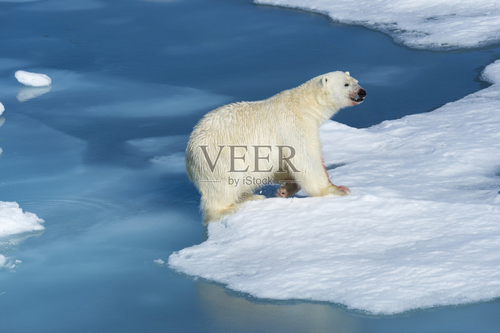 北极熊 (Ursus maritimus)照片摄影图片