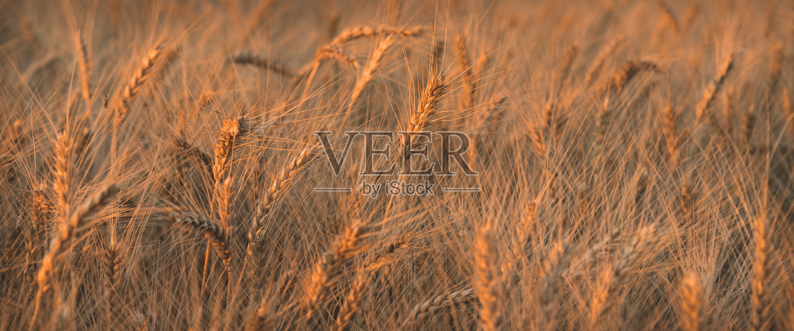 金色小麦穗的农业风景特写。阳光下的乡村夏季背景场景。宽幅横幅照片摄影图片